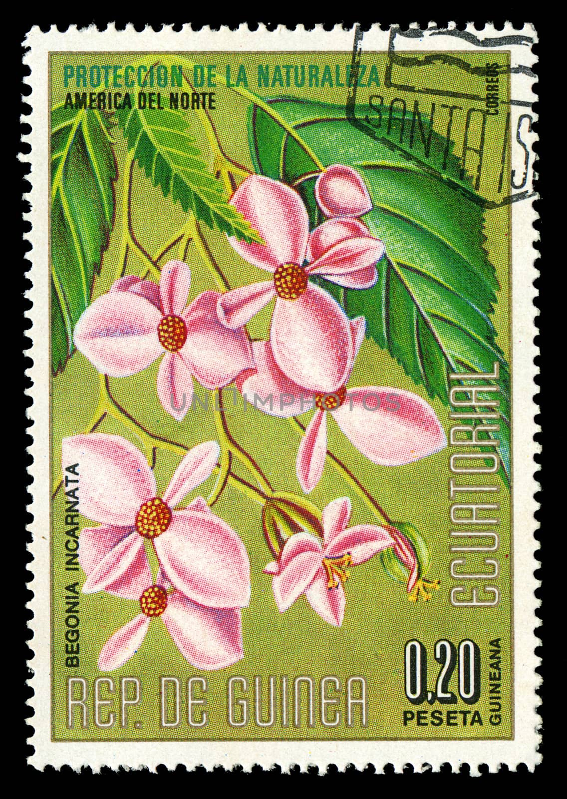 EQUATORIAL GUINEA - CIRCA 1974: A stamp printed in Equatorial Guinea shows Begonia Incarnata, series is devoted to flowers, circa 1974