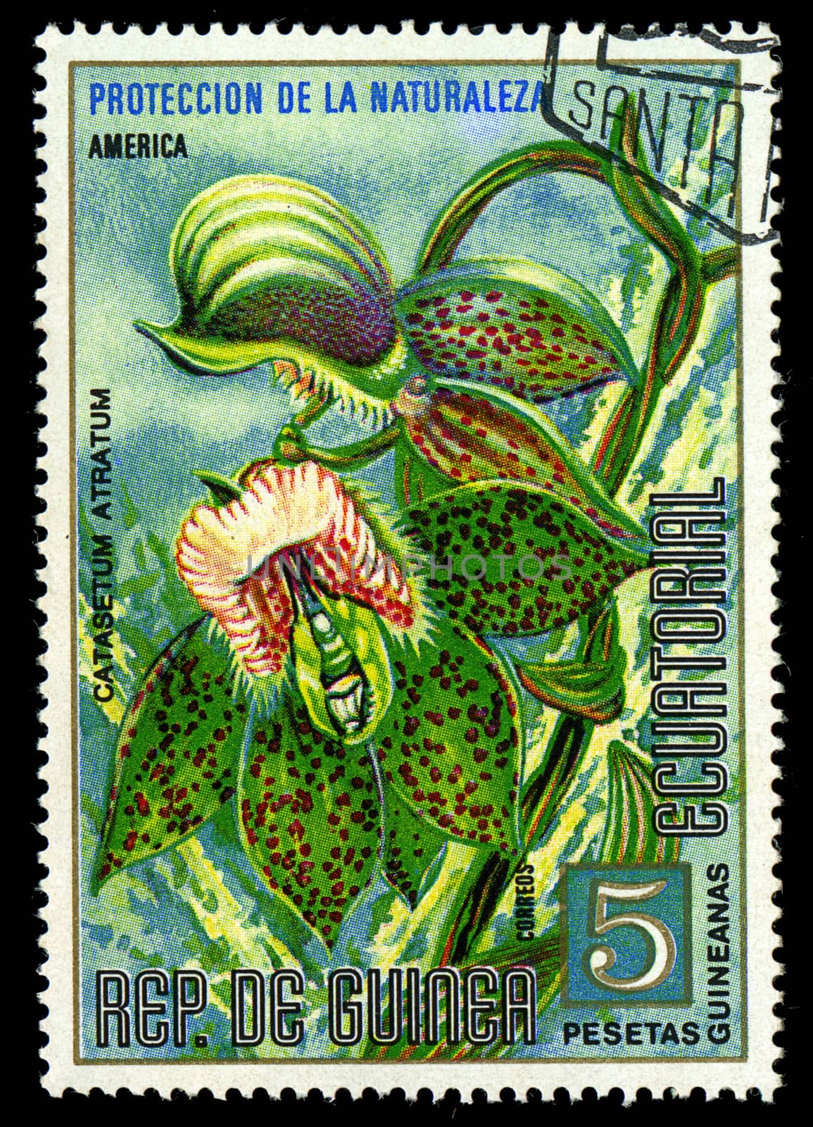 EQUATORIAL GUINEA - CIRCA 1974: A stamp printed in Equatorial Guinea shows Catasetum Atratum, series is devoted to flowers, circa 1974 by Zhukow