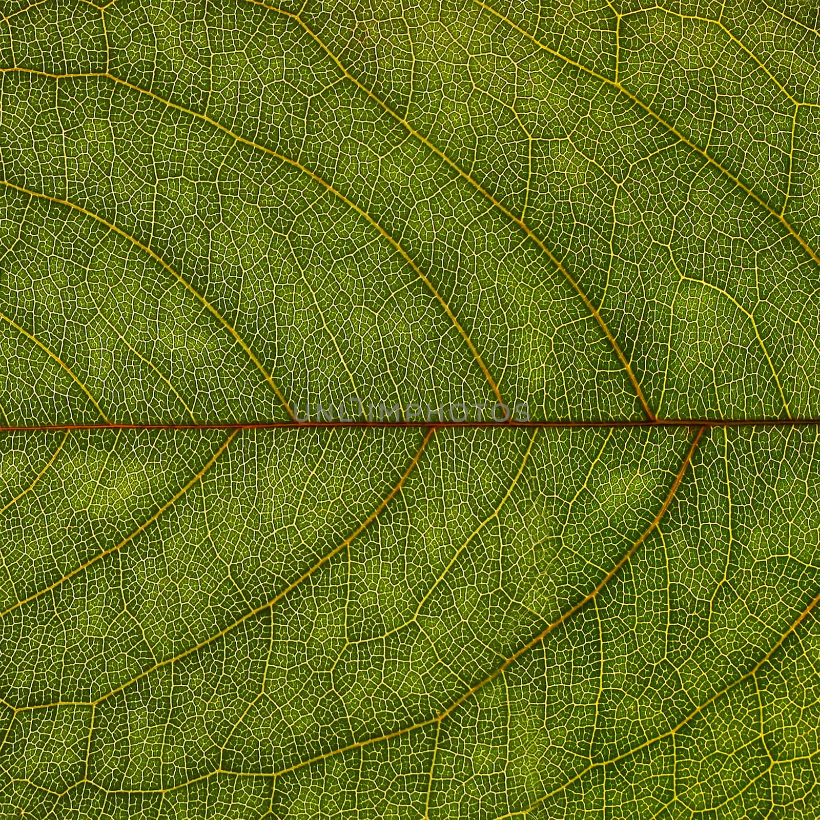 Abstract green leaf texture for background 