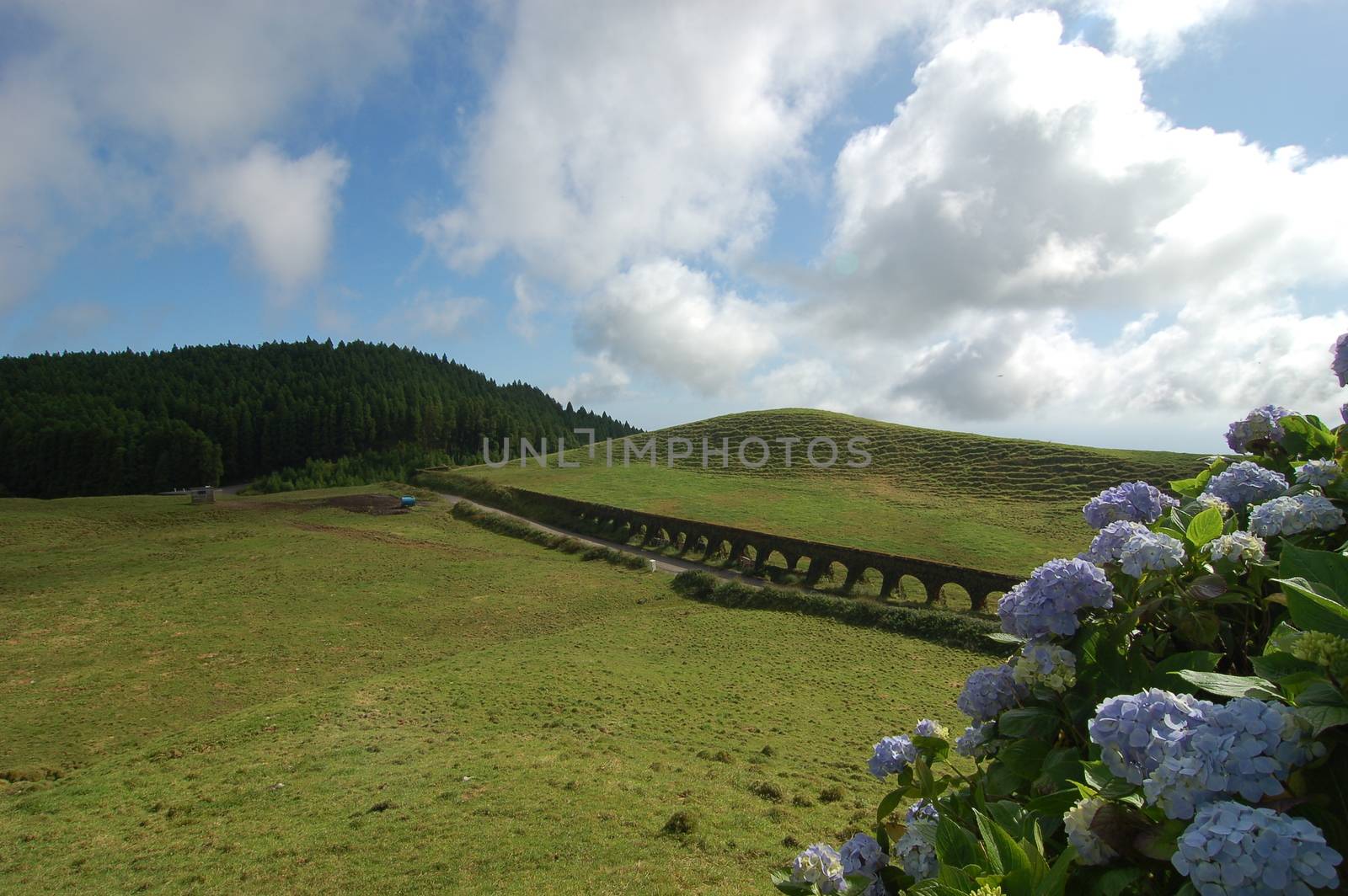 Aqueduct beyond the hydrangeas in Azores, portugal