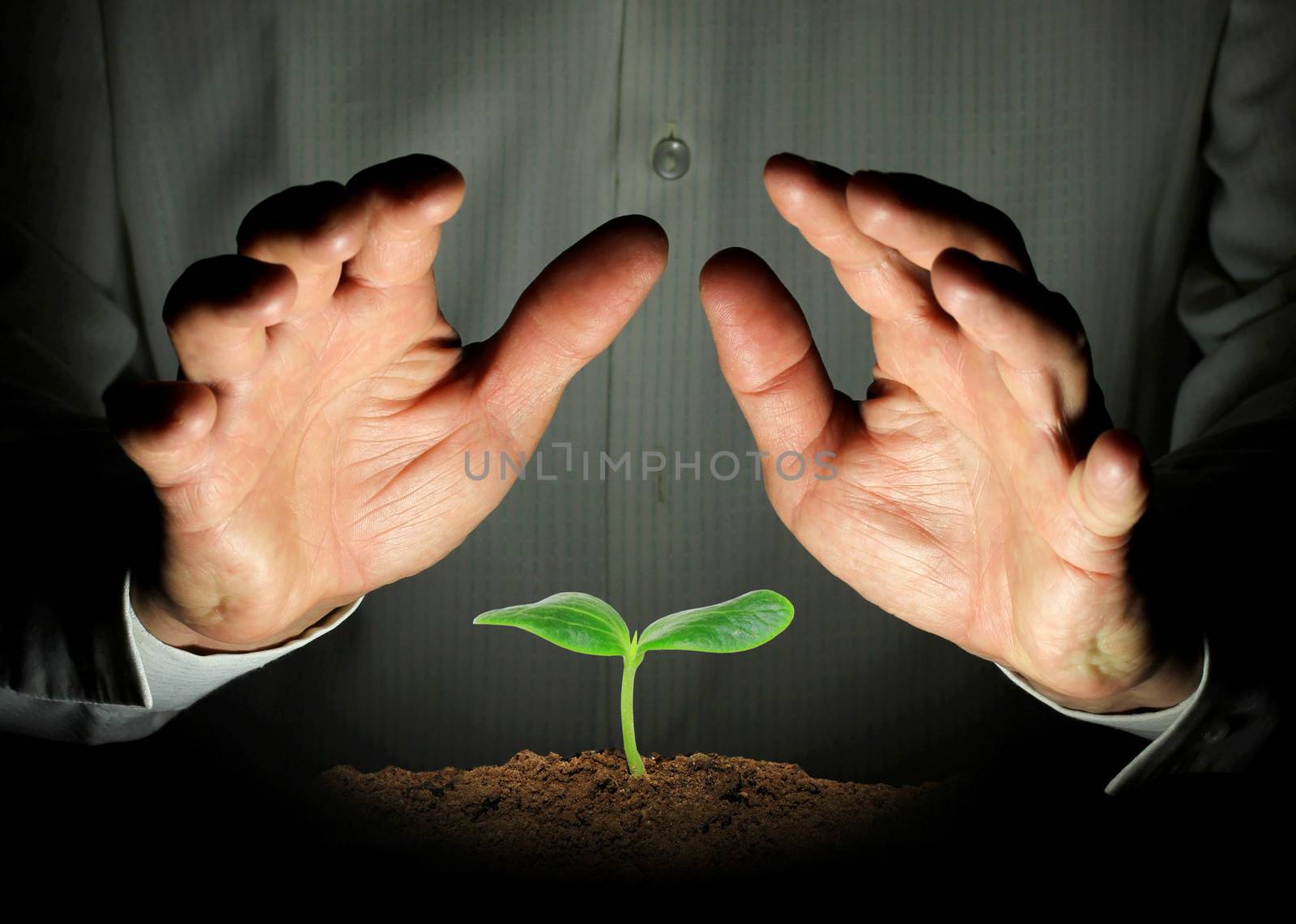 small plant protected hands