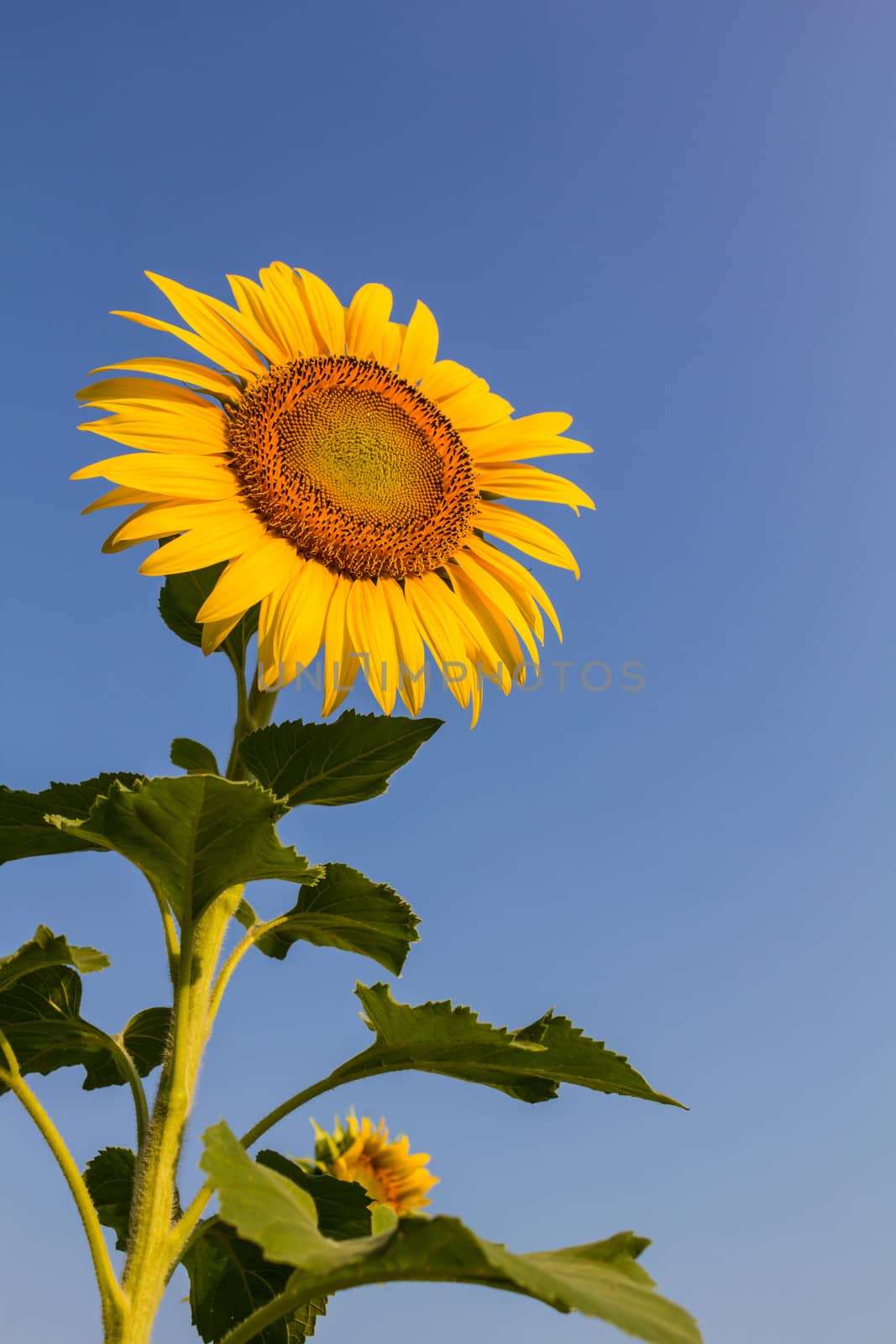 Blooming sunflower in the blue sky background