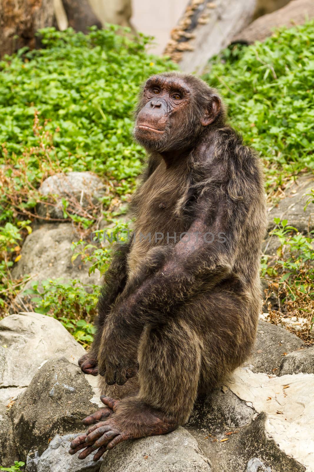 Closeup on chimpanzee looking of someting in zoo