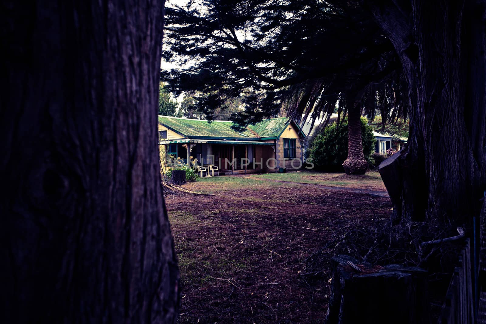 Rambling rural farmhouse with an open front verandah and corrugated iron roof viewed from between the trunks of two big trees