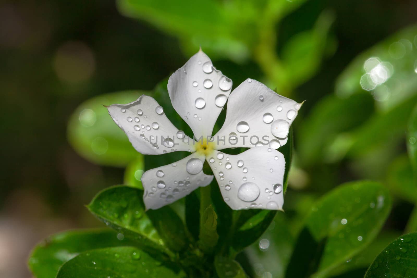 Garden white flower covered with water droplets by Discovod