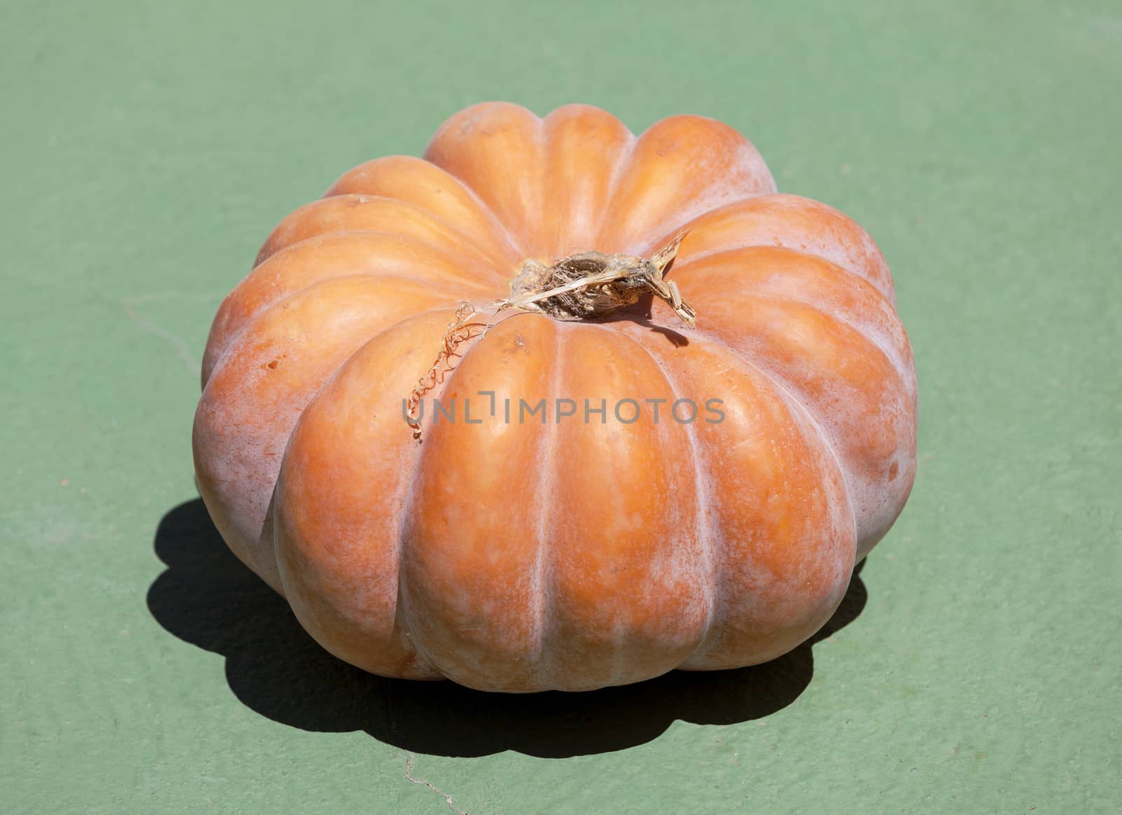 Fresh orange pumpkin on green floor, outdoor