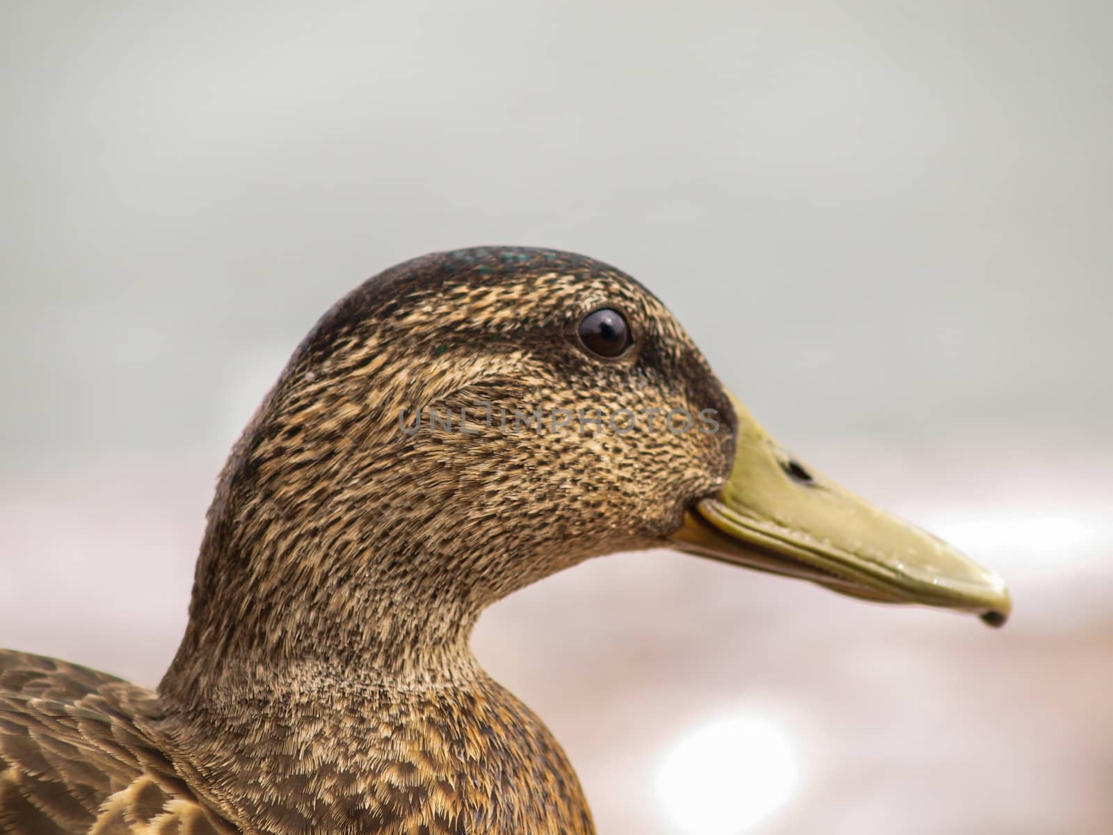 Female mallard duck, closeup portrait at summer