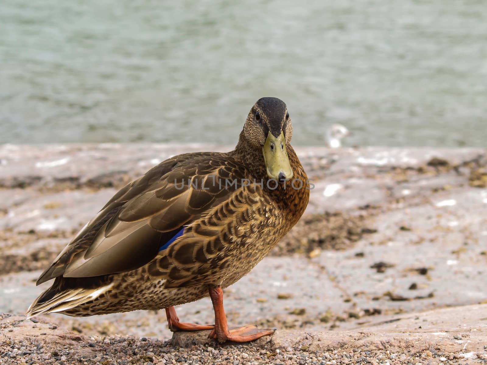 Female mallard duck, standing in front of lake, on mountain