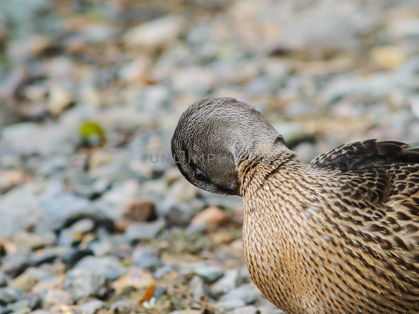 Female mallard duck, cleansing towards rocks at shore