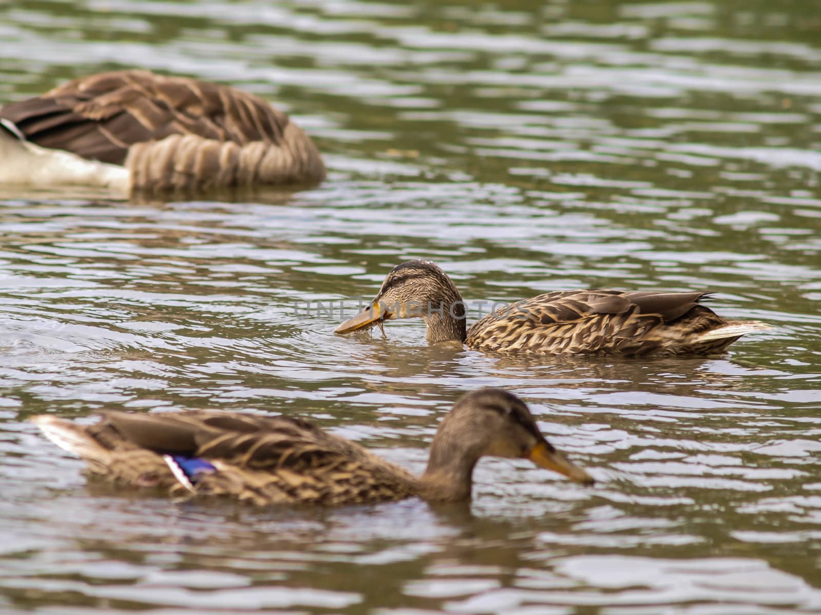 Group of female mallard ducks, in water