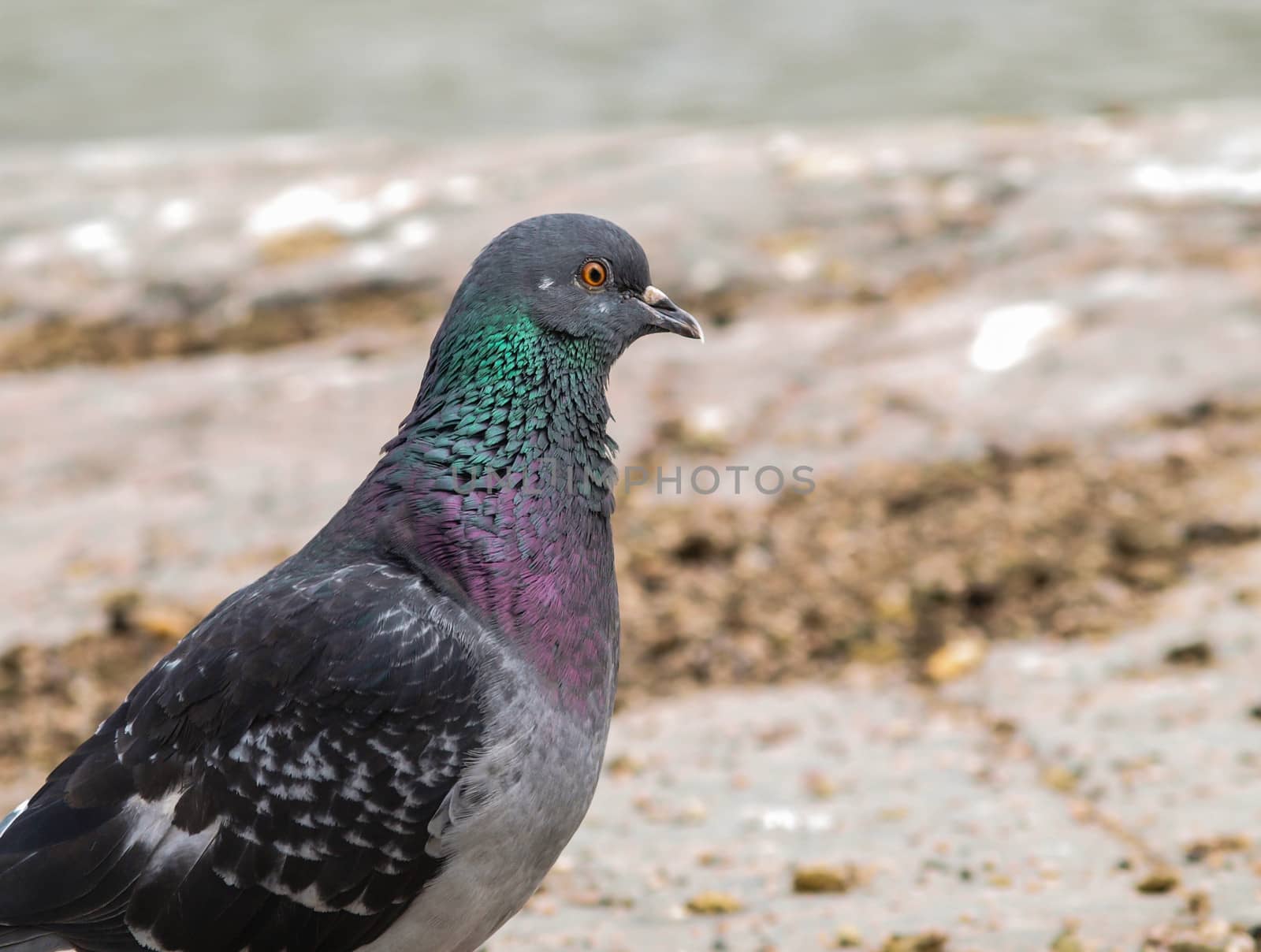 Blue-green pigeon in front of green water, on top of a cliff