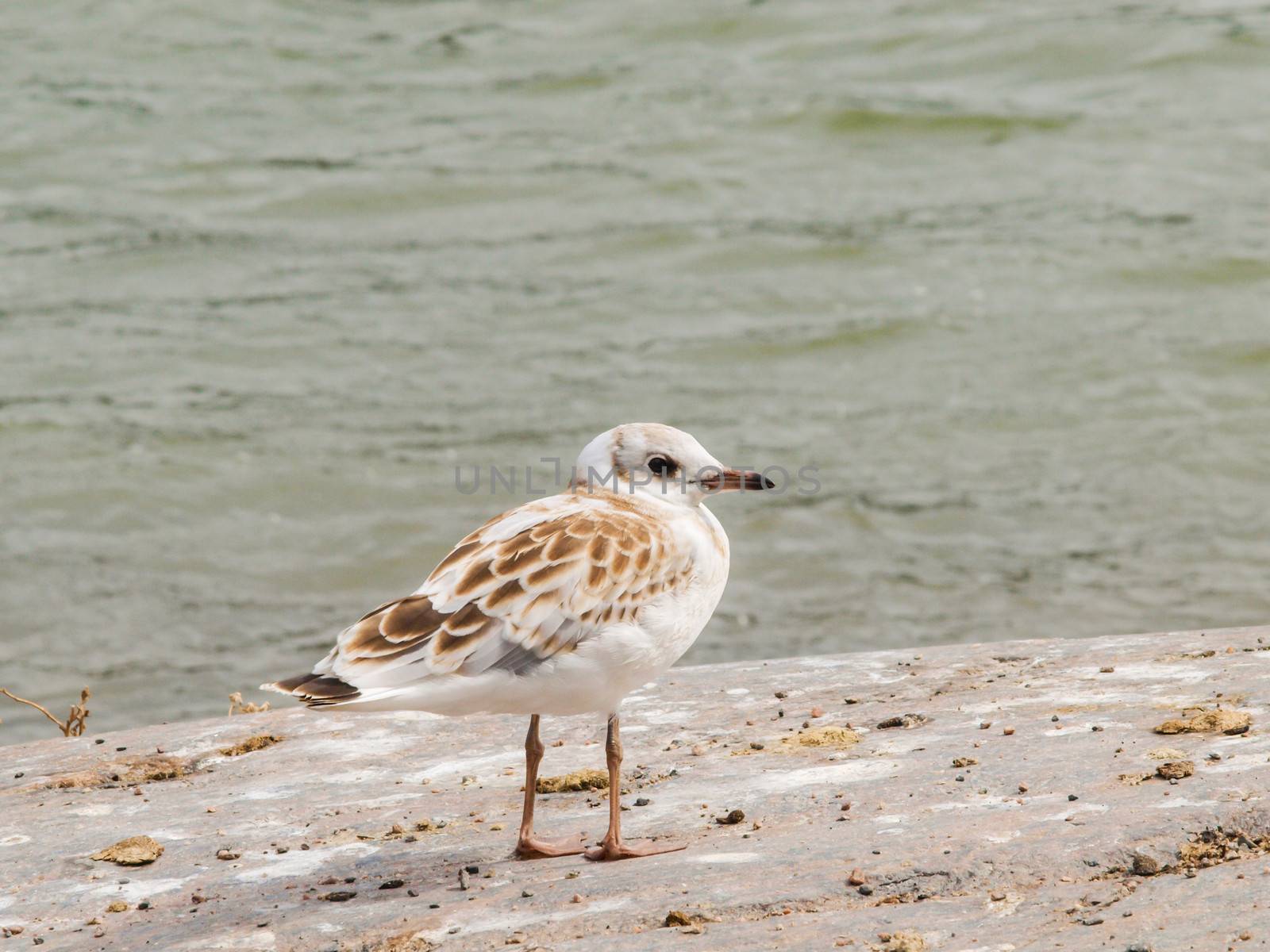 Young dotted seagull standing on a mountain cliff in front of green water