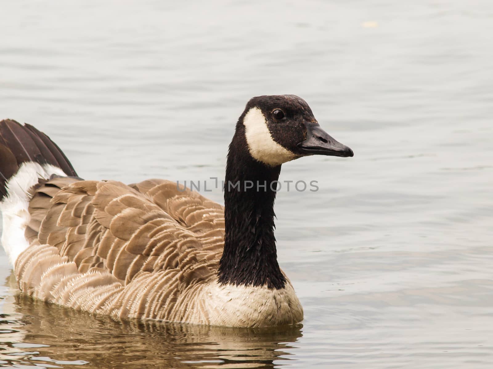 One Barnacle goose in shimmering water at daytime