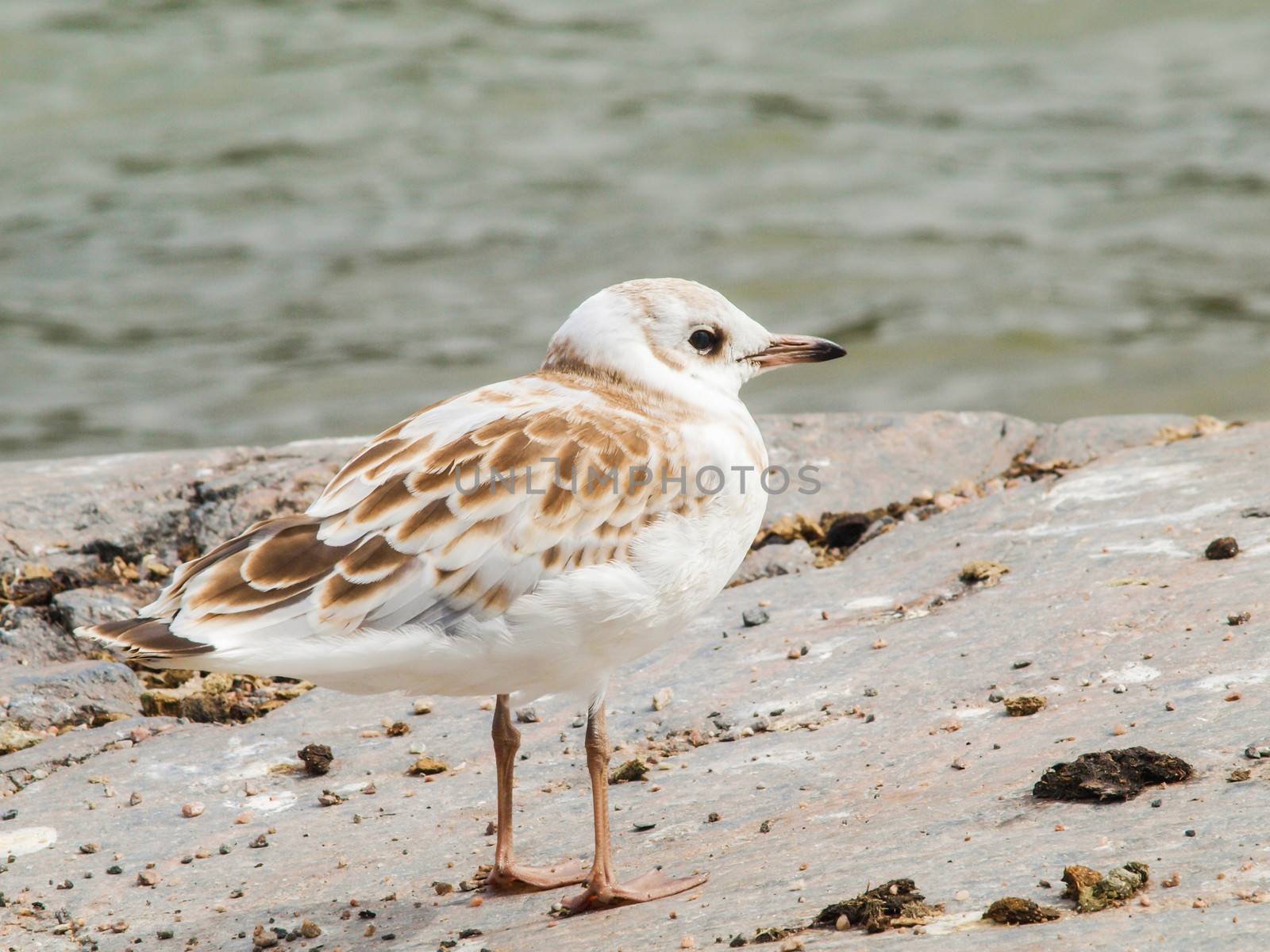Young seagull by Arvebettum