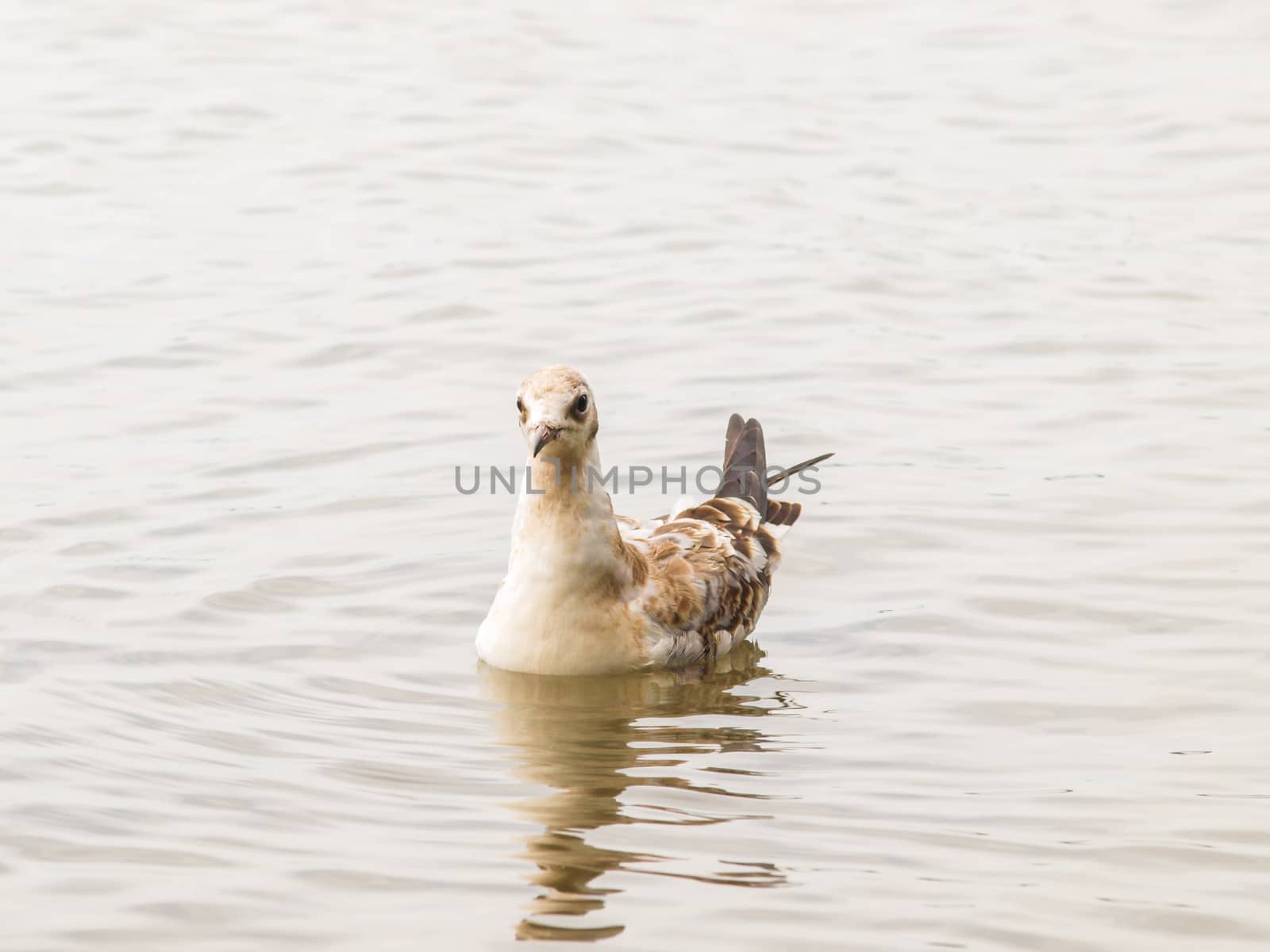 Young dotted seagull in water with reflection