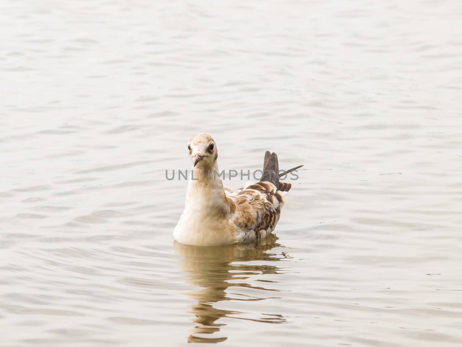 Young seagull by Arvebettum