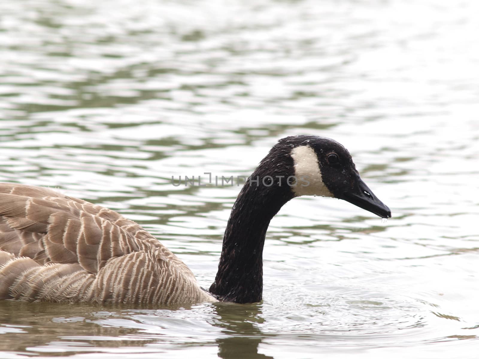 One Barnacle goose in shimmering water at daytime