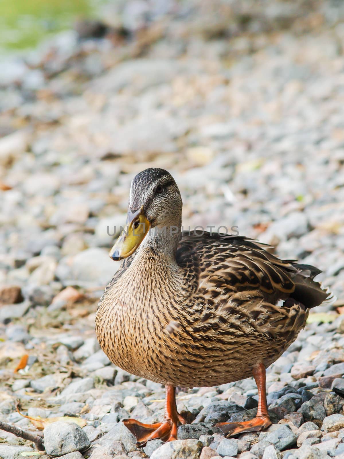Female mallard duck, standing on rocks at shore