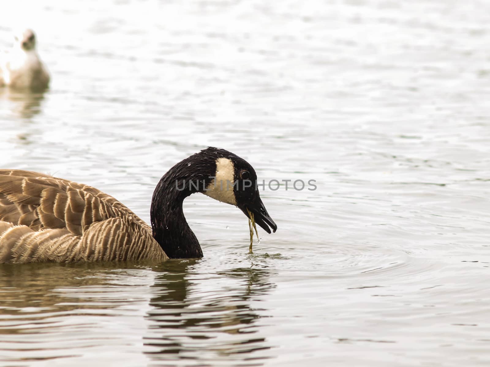 One Barnacle goose in shimmering water at daytime