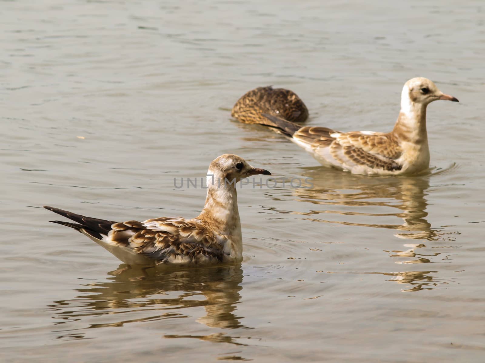 Young dotted seagulls in water with reflections