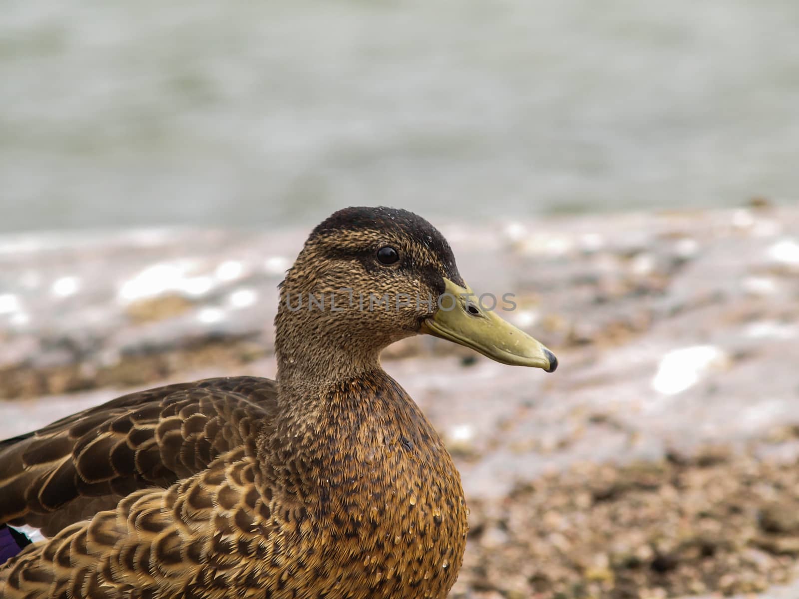 Female mallard duck by Arvebettum