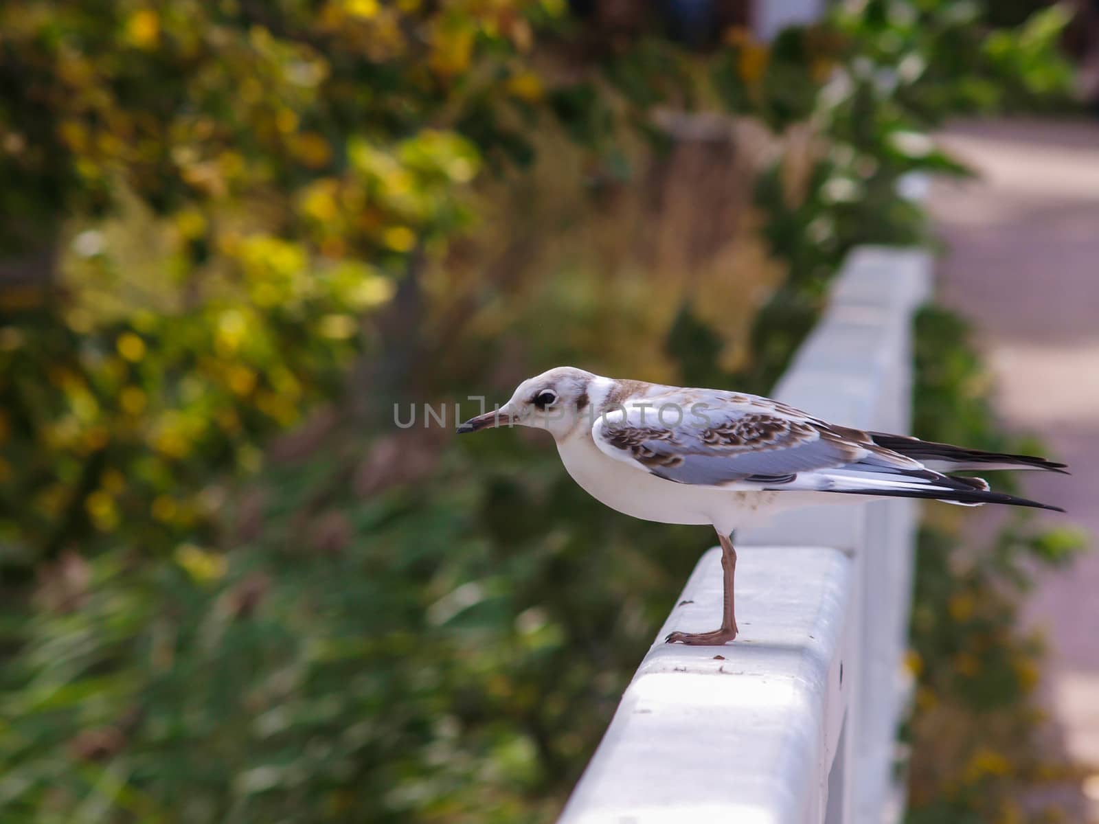 Young dotted seagull resting on a thick white fence