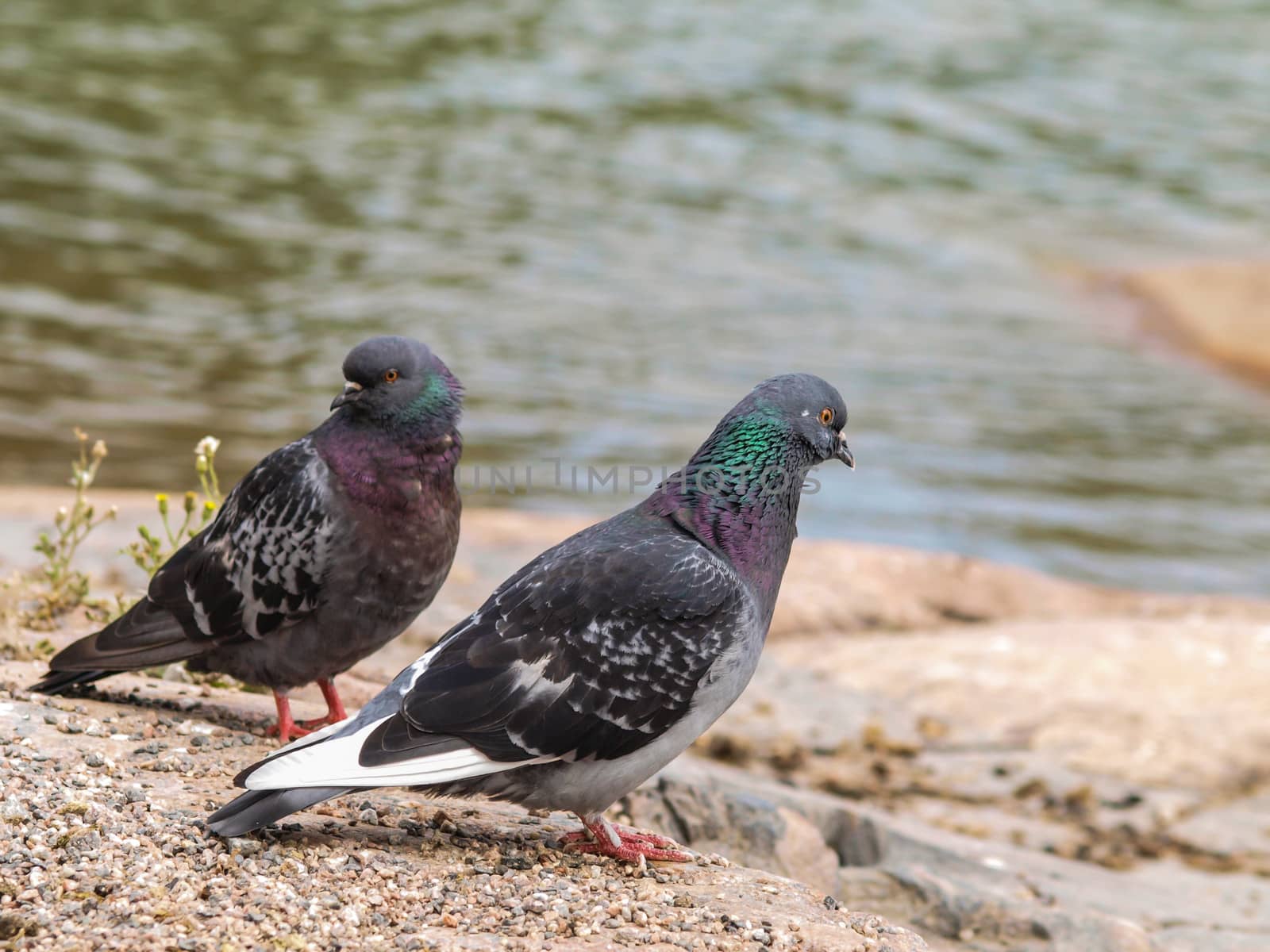 Blue-green pigeons by Arvebettum