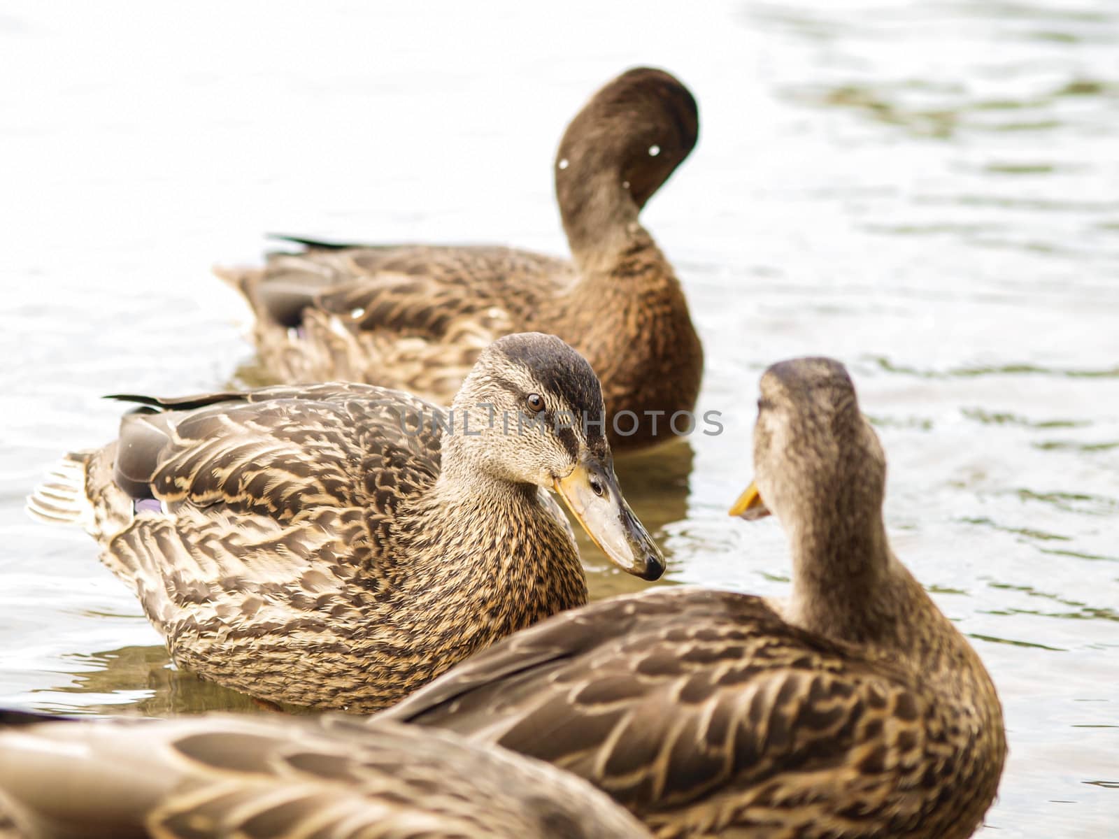 Female mallard duck by Arvebettum