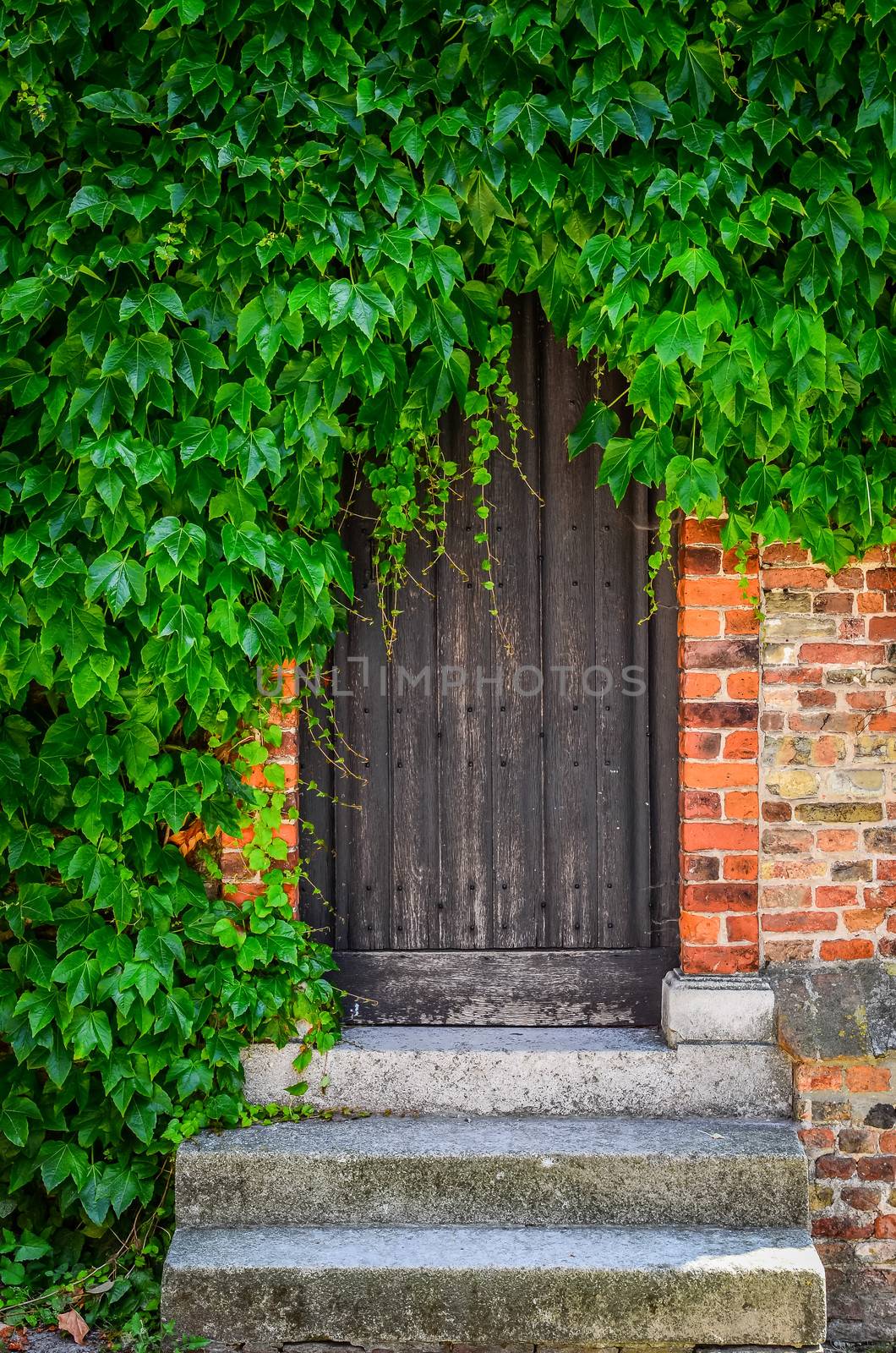 Wooden doors in brick wall covered with green plant leaves by martinm303
