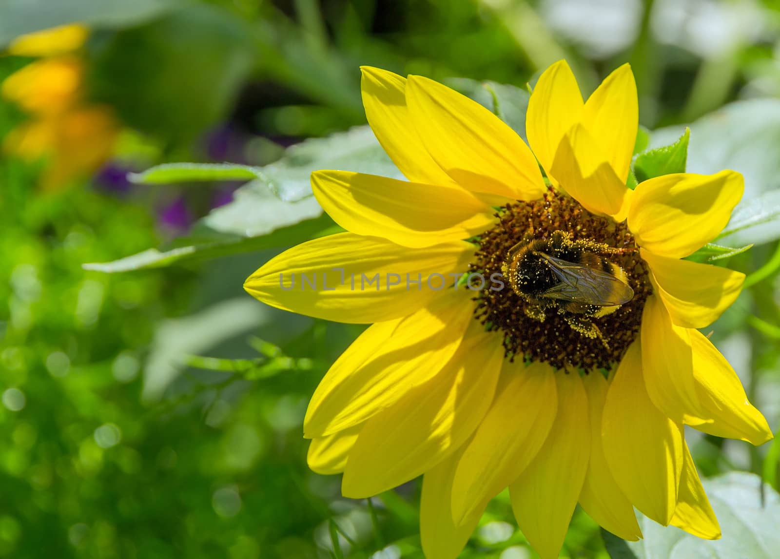 Bee collecting honey on a yellow flower