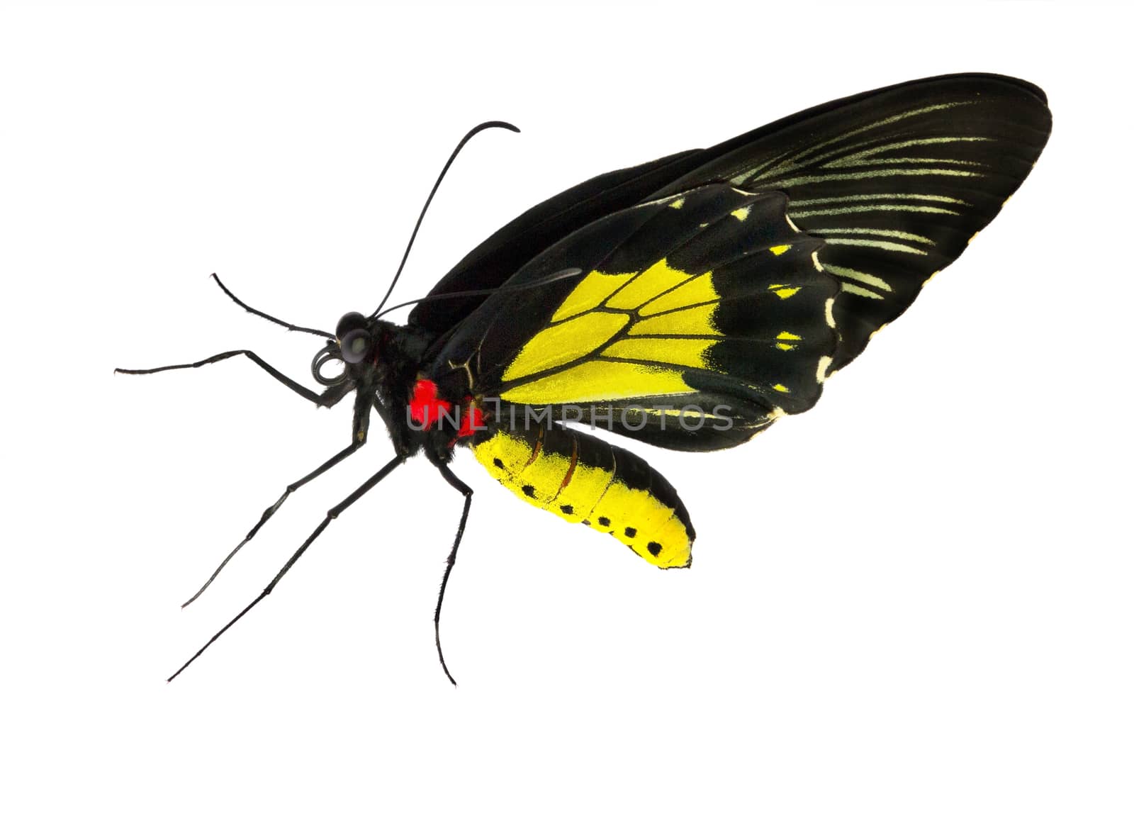 black yellow butterfly isolated on white background
