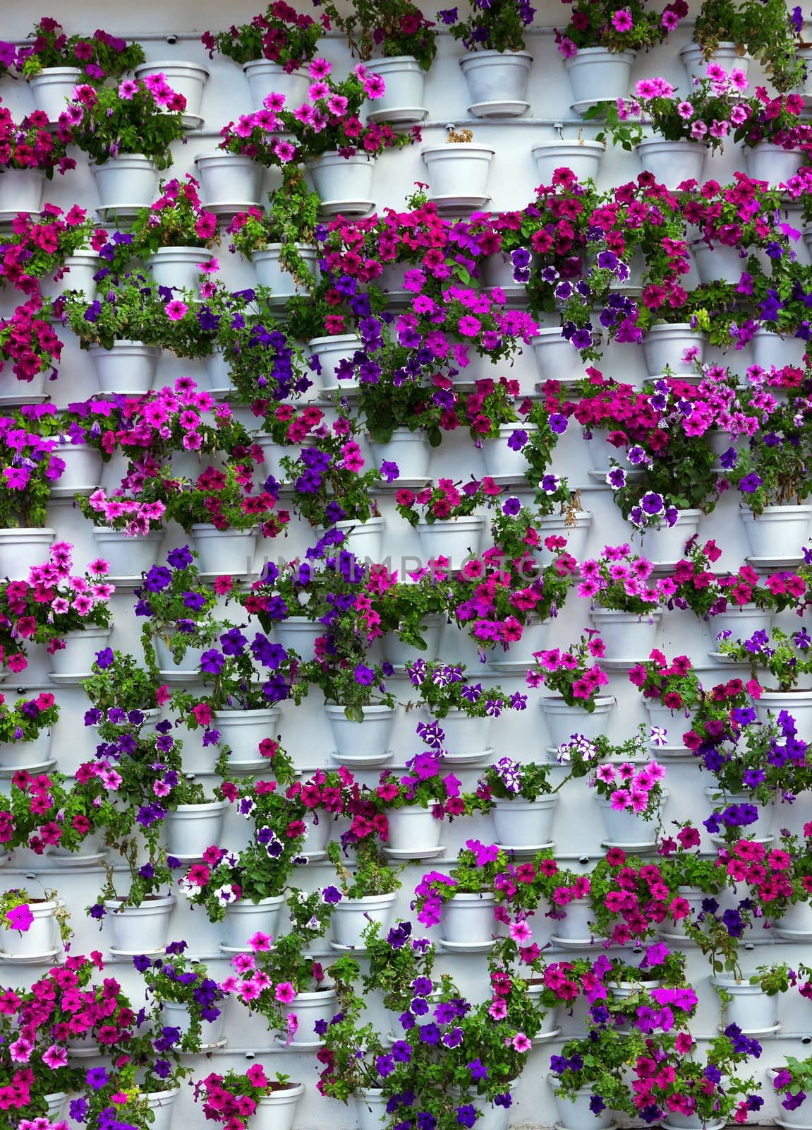 color flower growth in pot decoration background