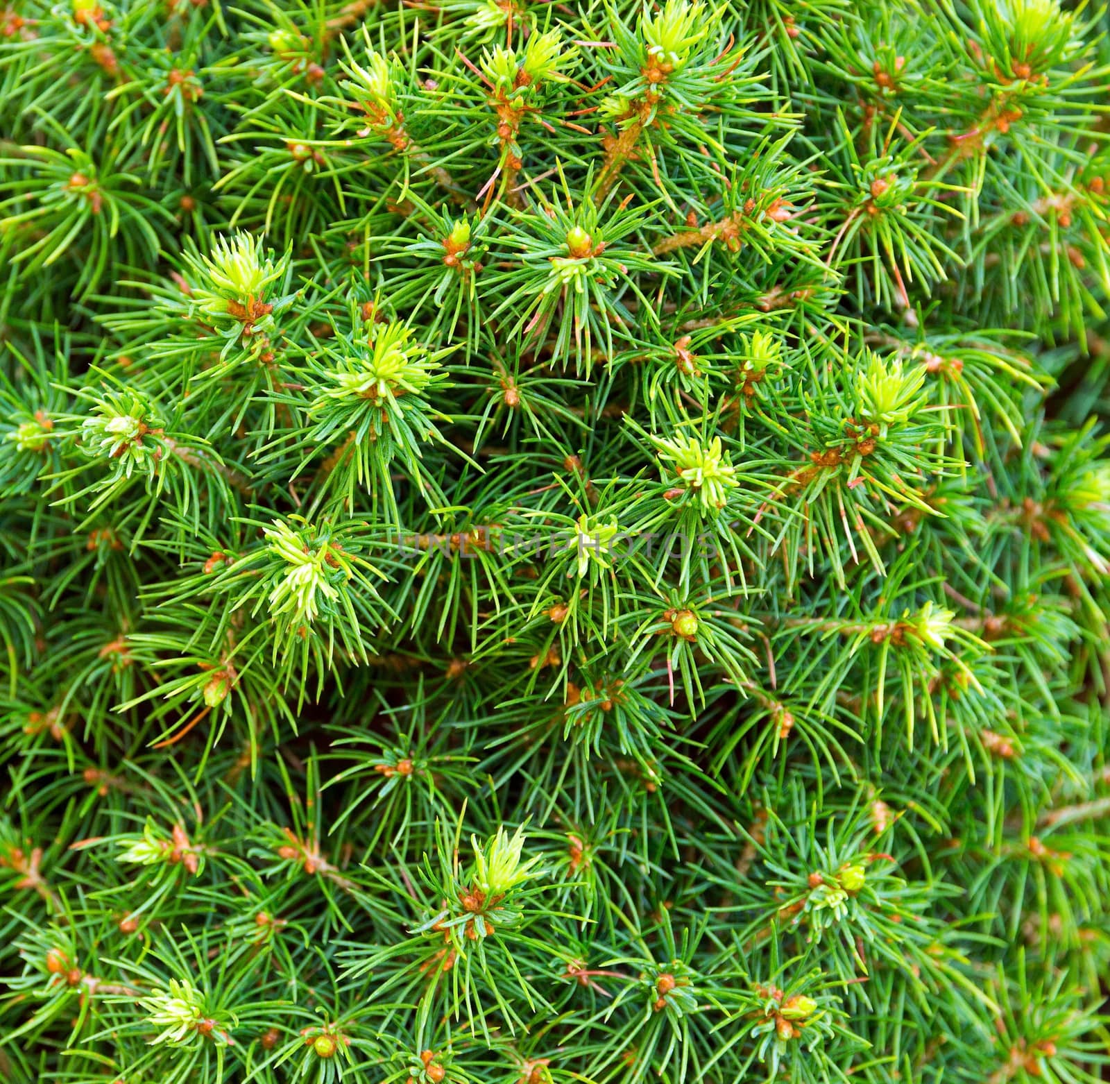 Spruce needles branch green background decoration