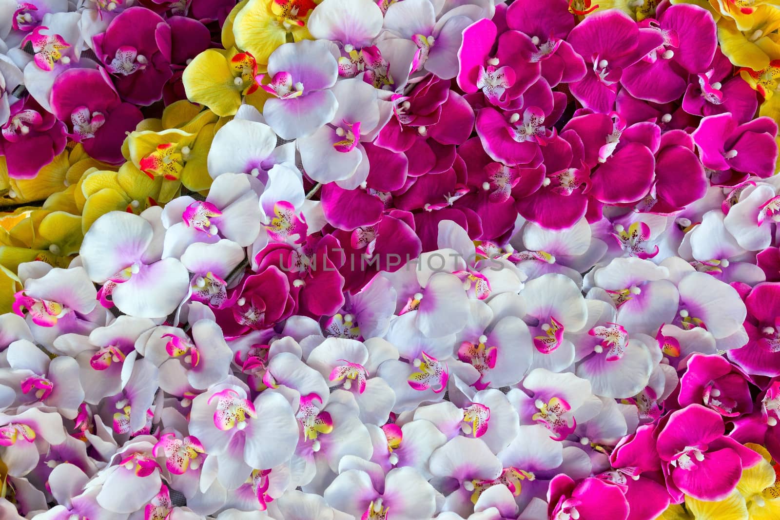 color flower orchid decoration background