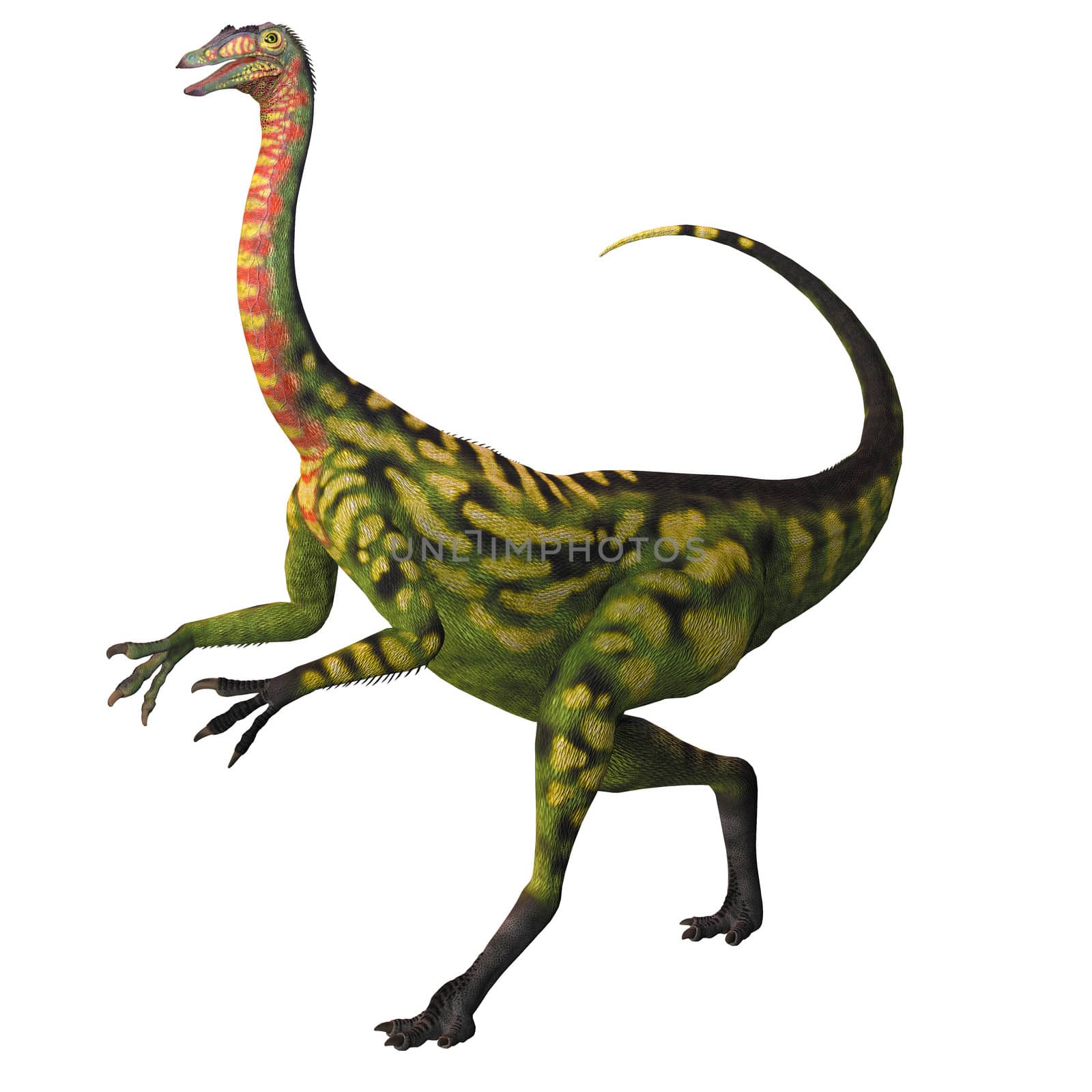 Deincheirus was a large theropod carnivorous dinosaur of the Cretaceous Age.