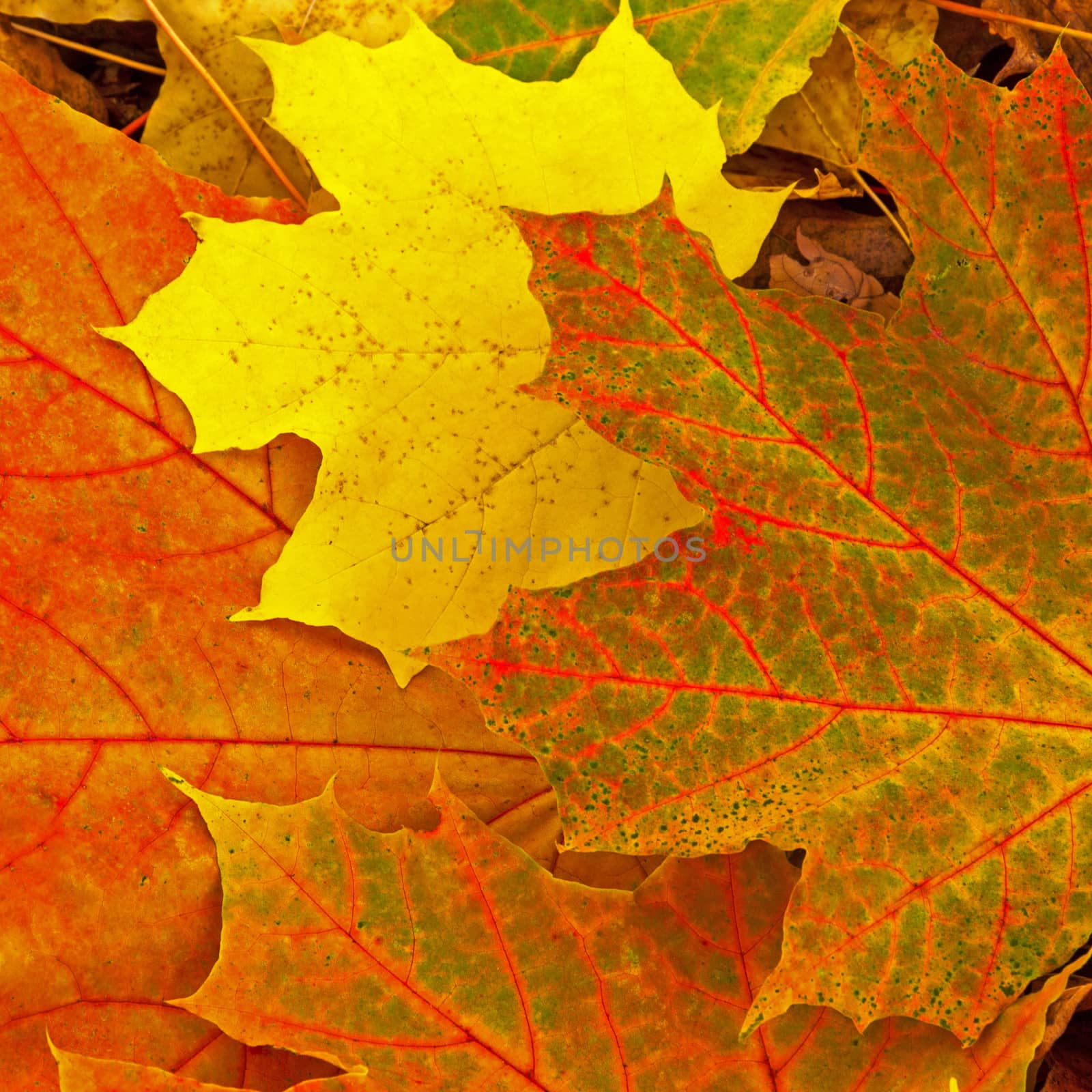 autumn foliage natural background