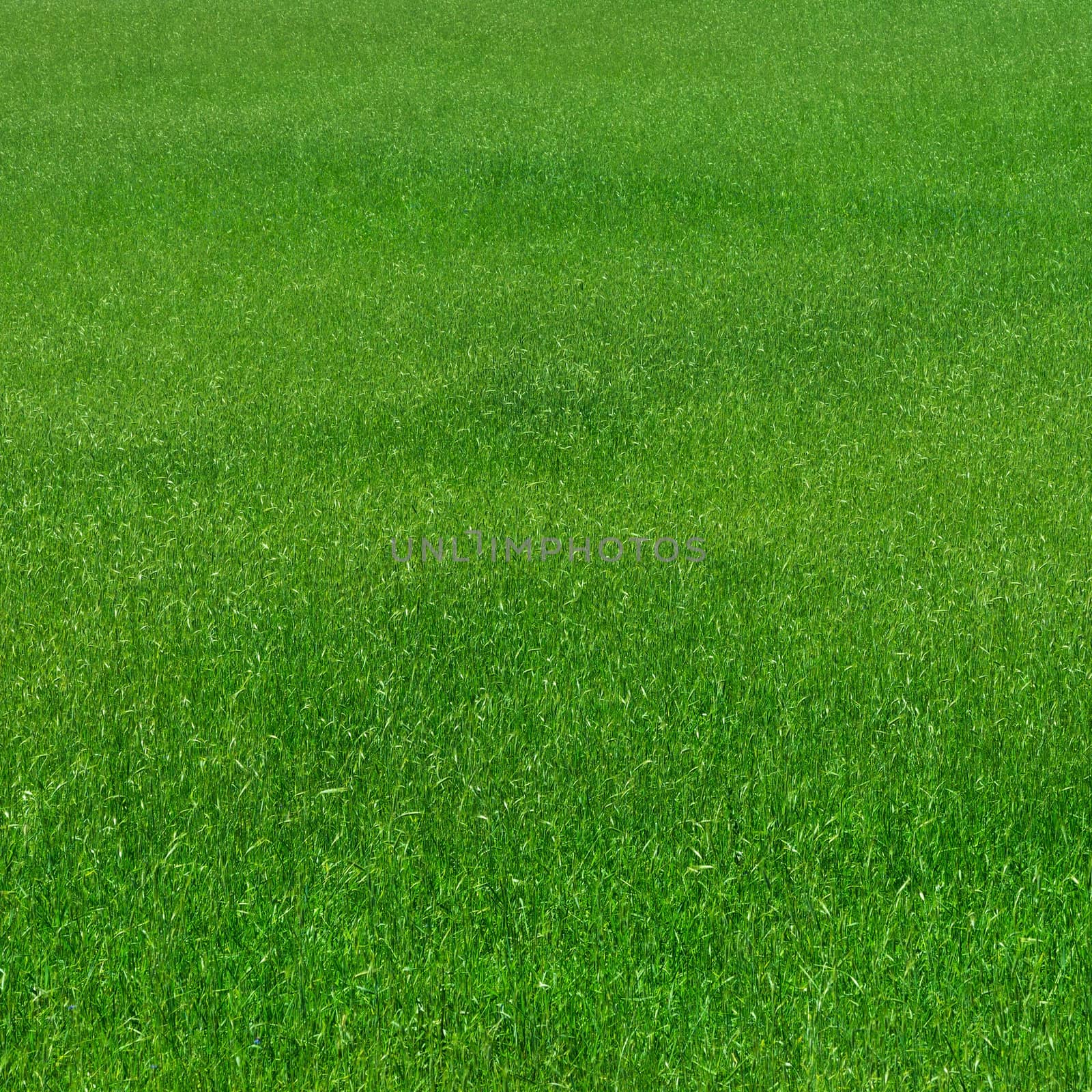 Green grass pattern natural background