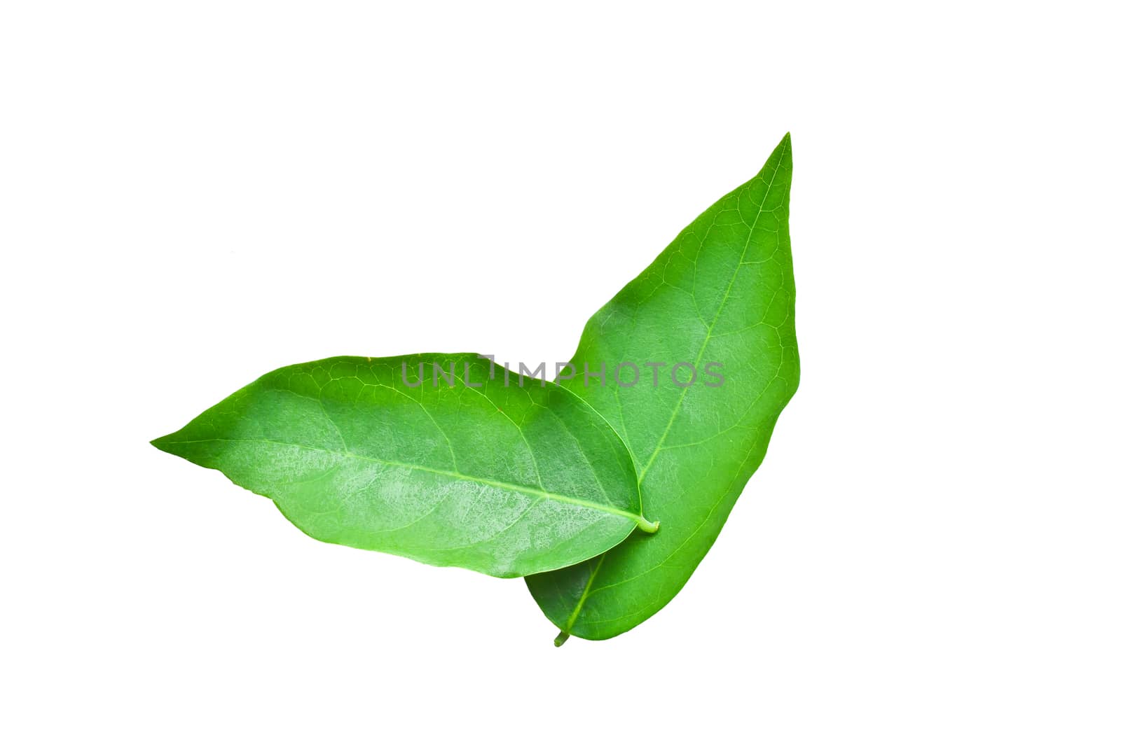 Green leaf by raweenuttapong