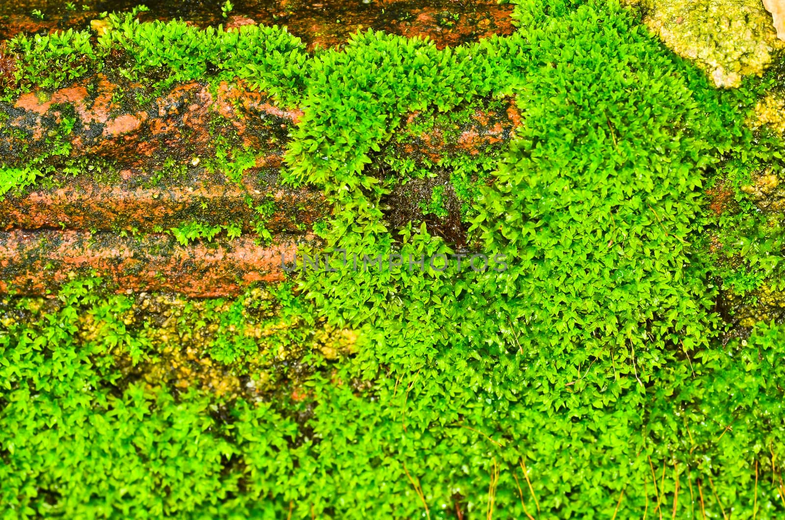 Green moss by raweenuttapong