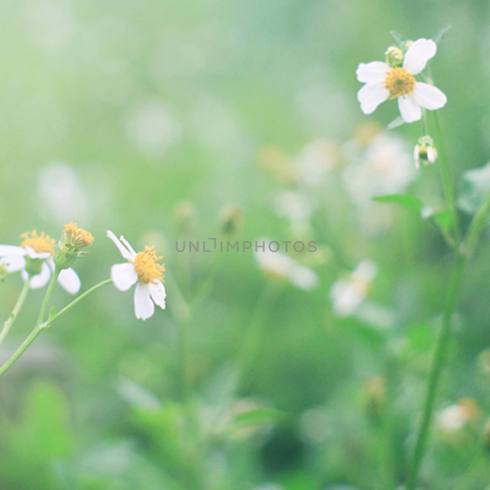 vintage little flowers 