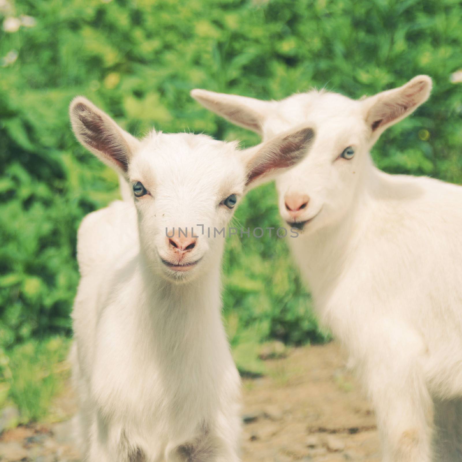smiling little goats with retro filter effect by nuchylee