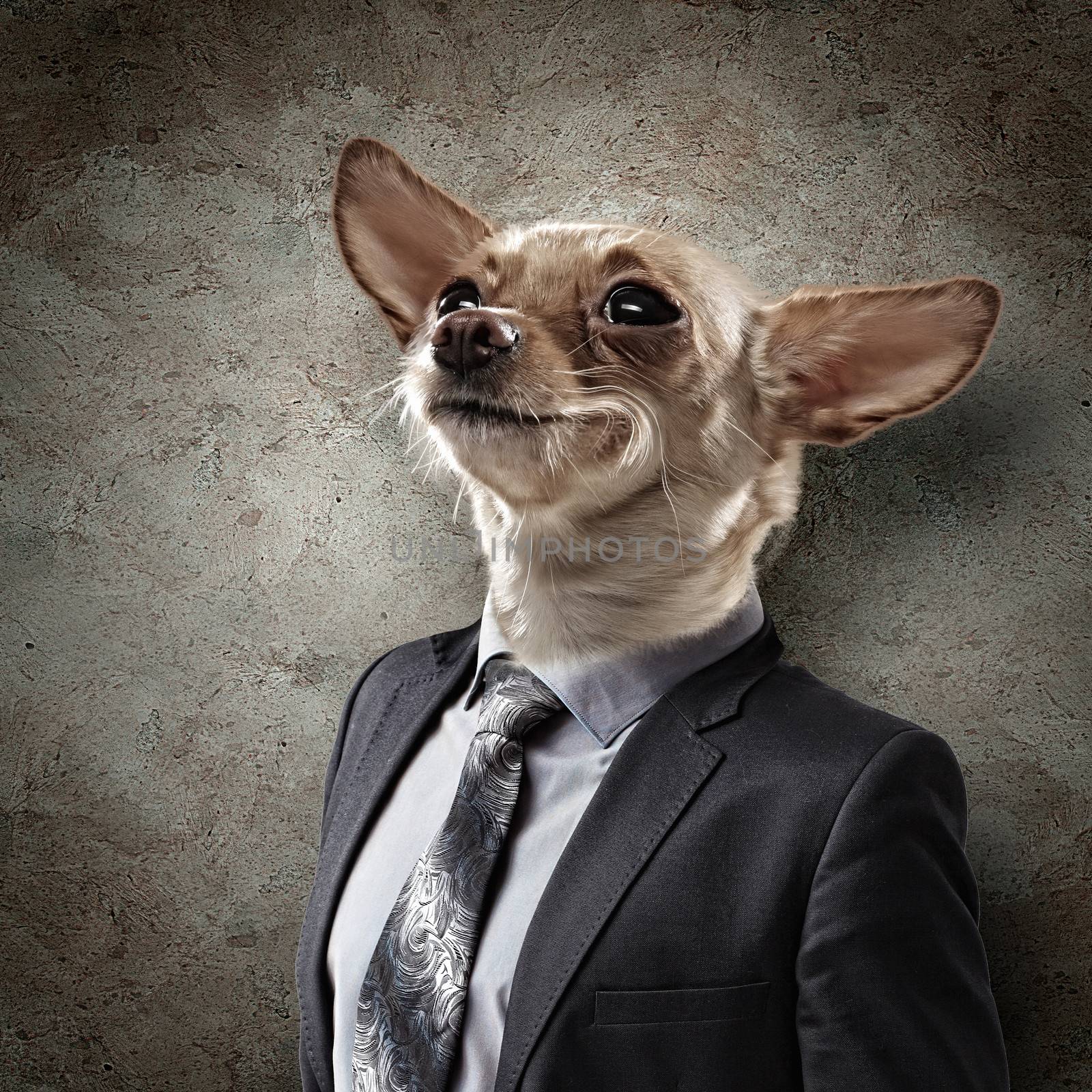 Funny portrait of a dog in a suit by sergey_nivens