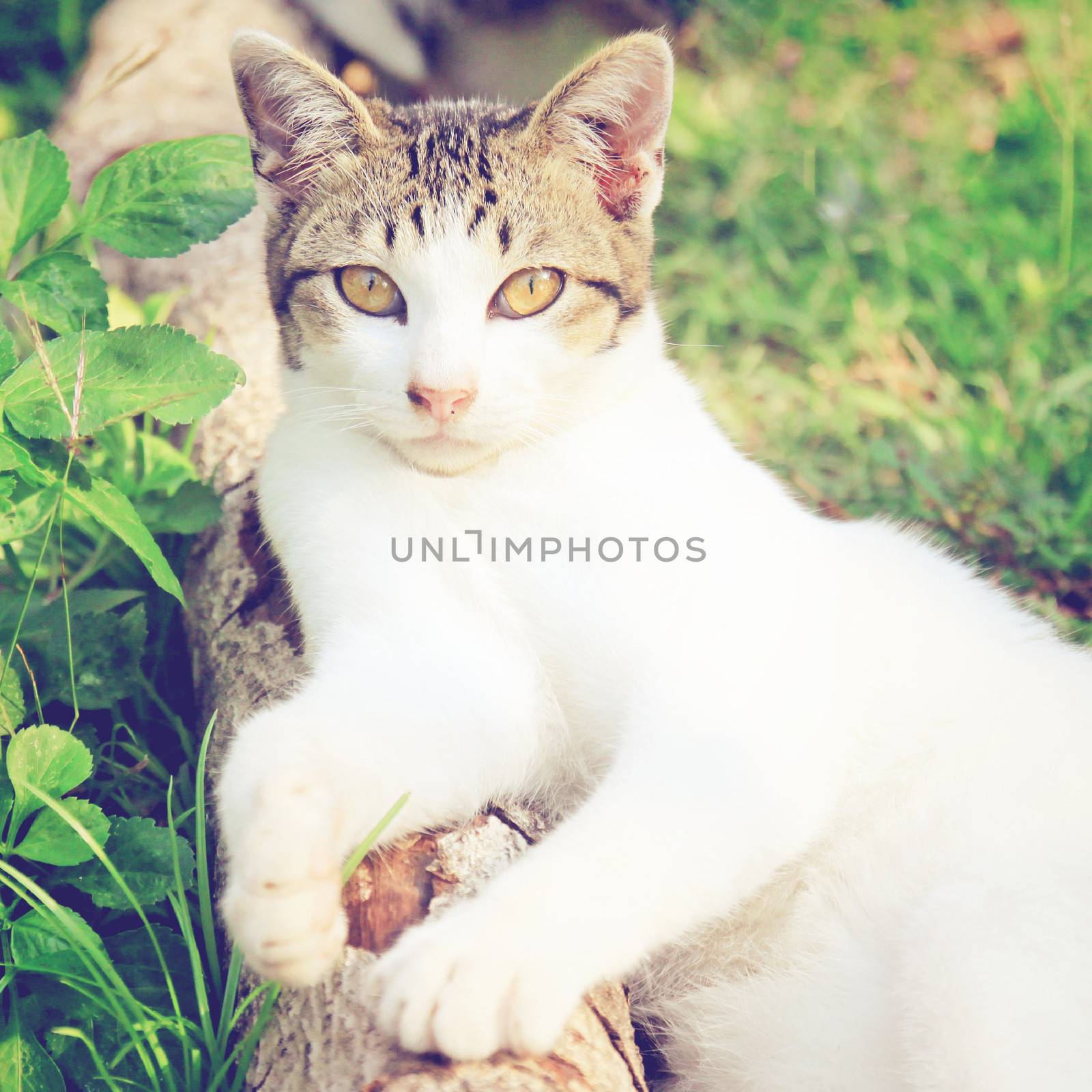 a cat lying in the garden with retro filter effect by nuchylee