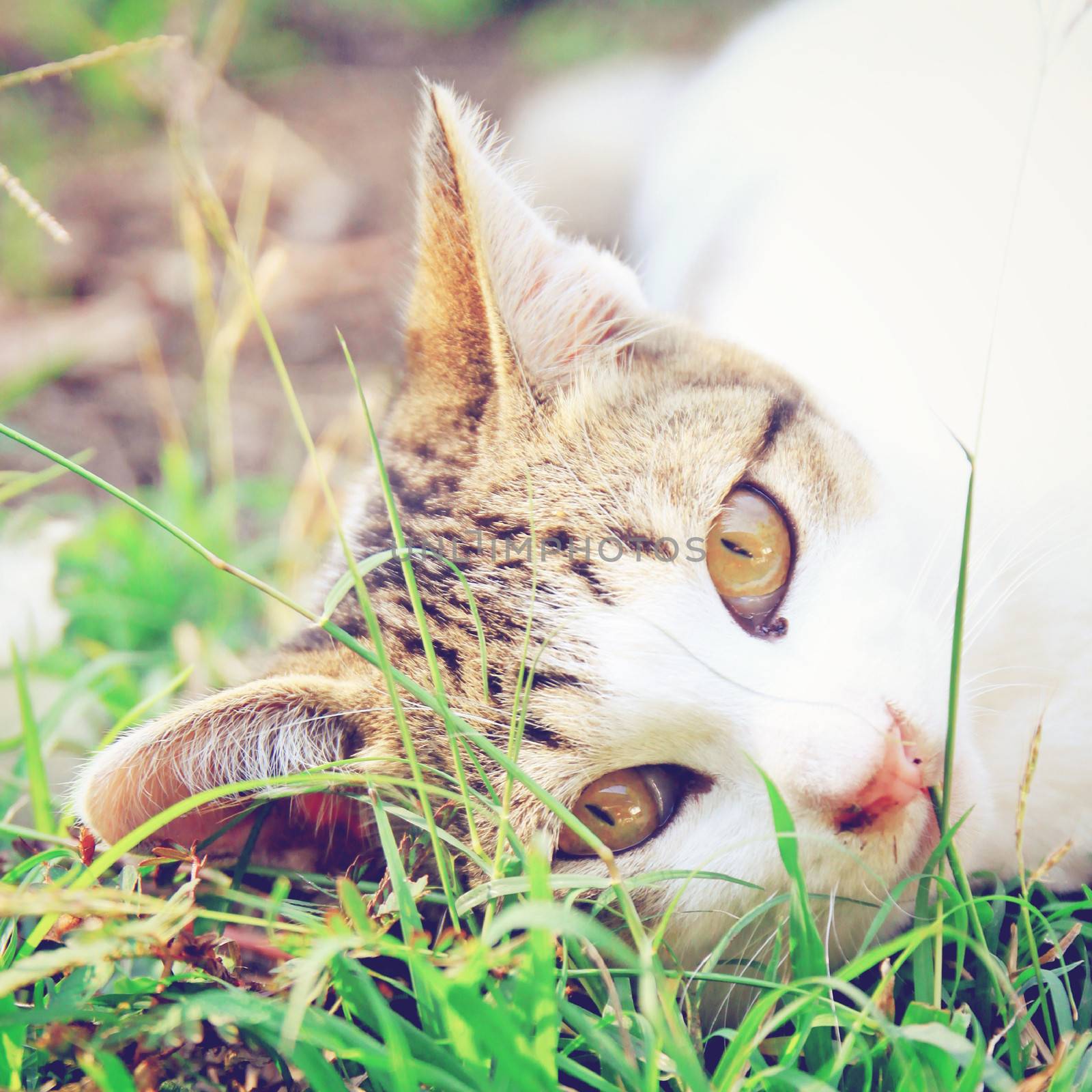 a cat lying on green grass with retro filter effect by nuchylee
