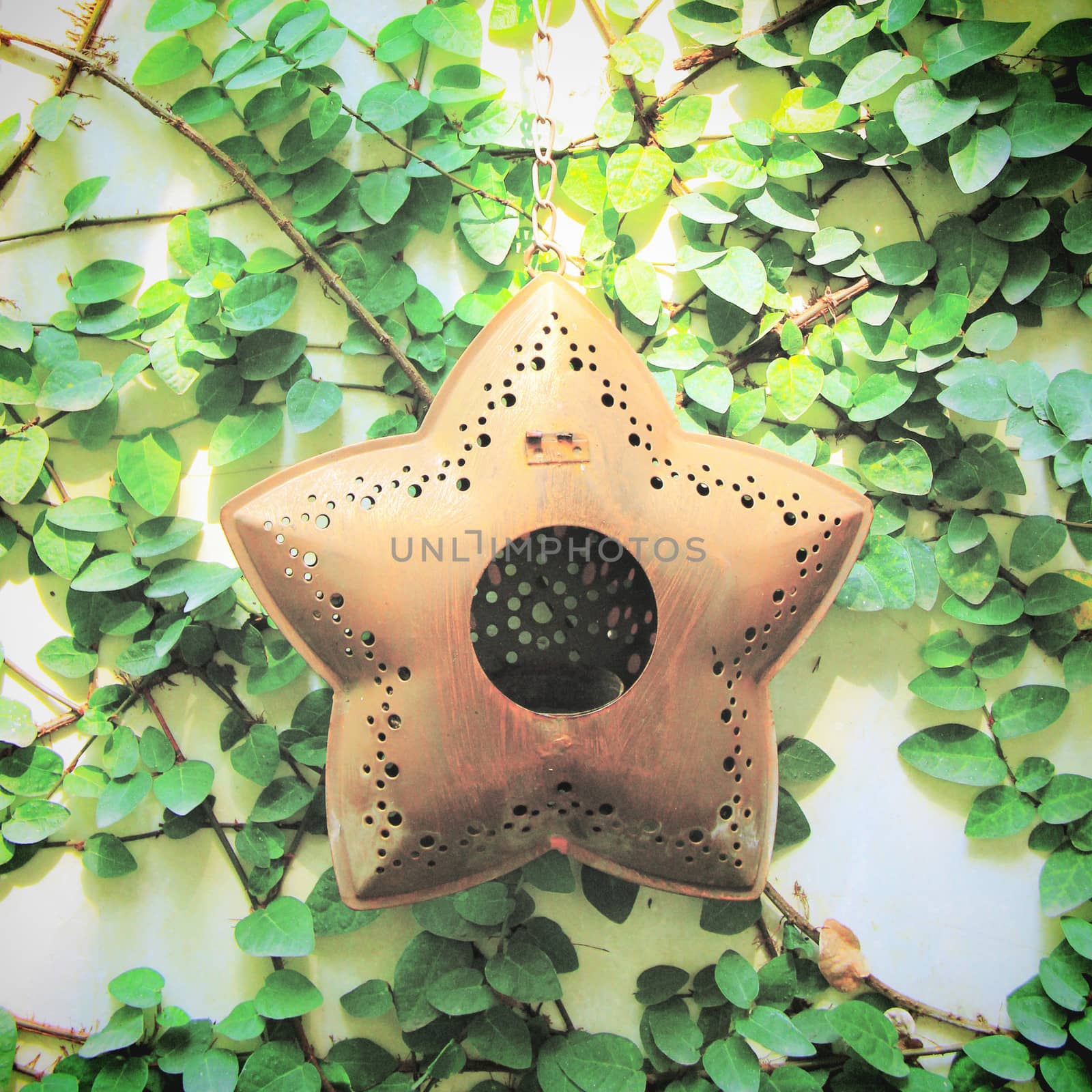 Old star hanging for decorated on ivy wall with retro filter effect