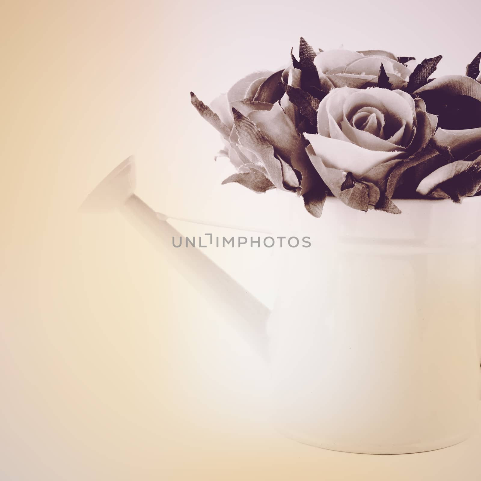 Rose in watering can with retro filter effect  by nuchylee