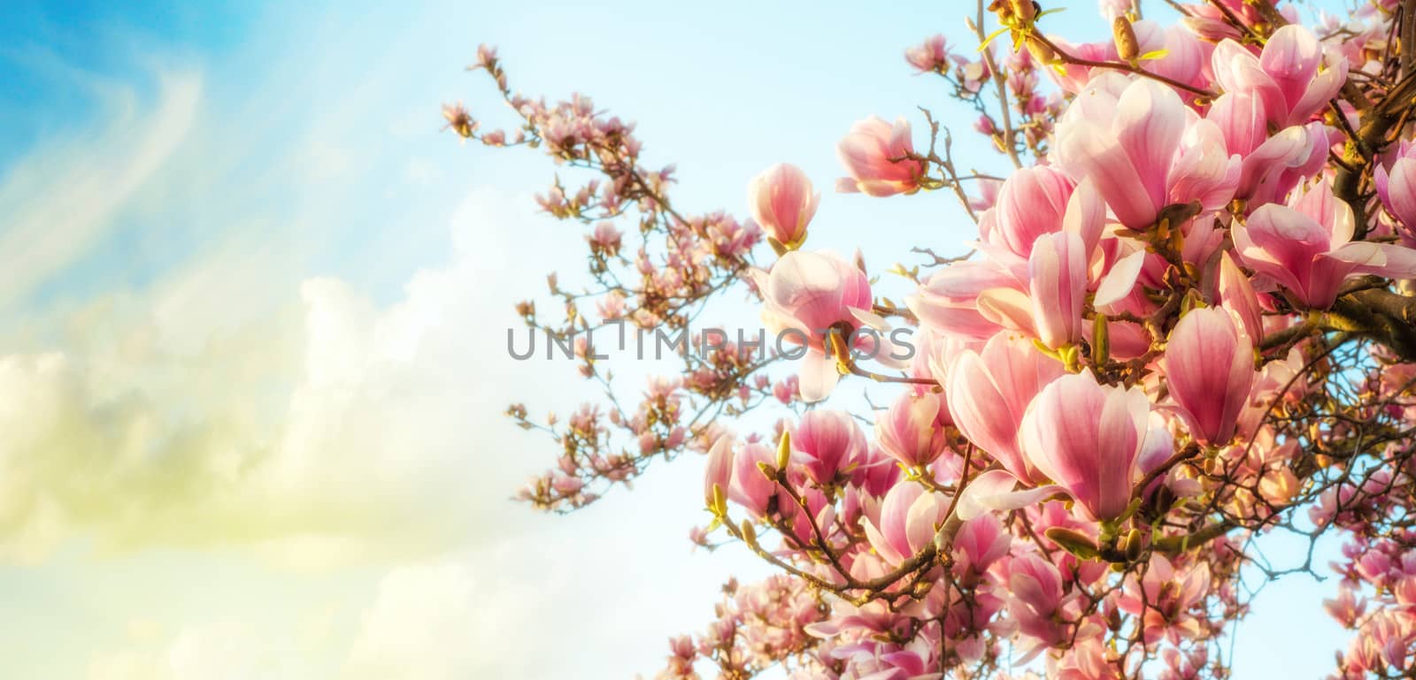 Magnolia tree blossom with colourful sky on background.