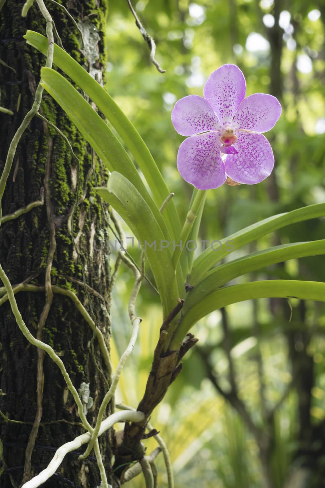 Singapore orchid by yuriz