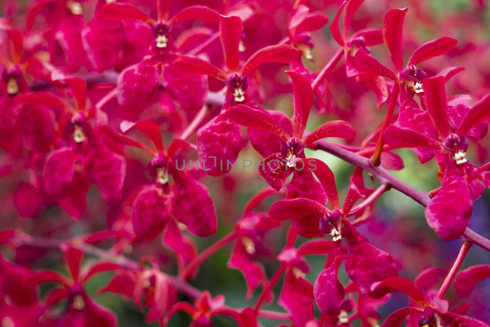 bright red orchids from National Orchid Garden of Singapore; focus on front central flowers
