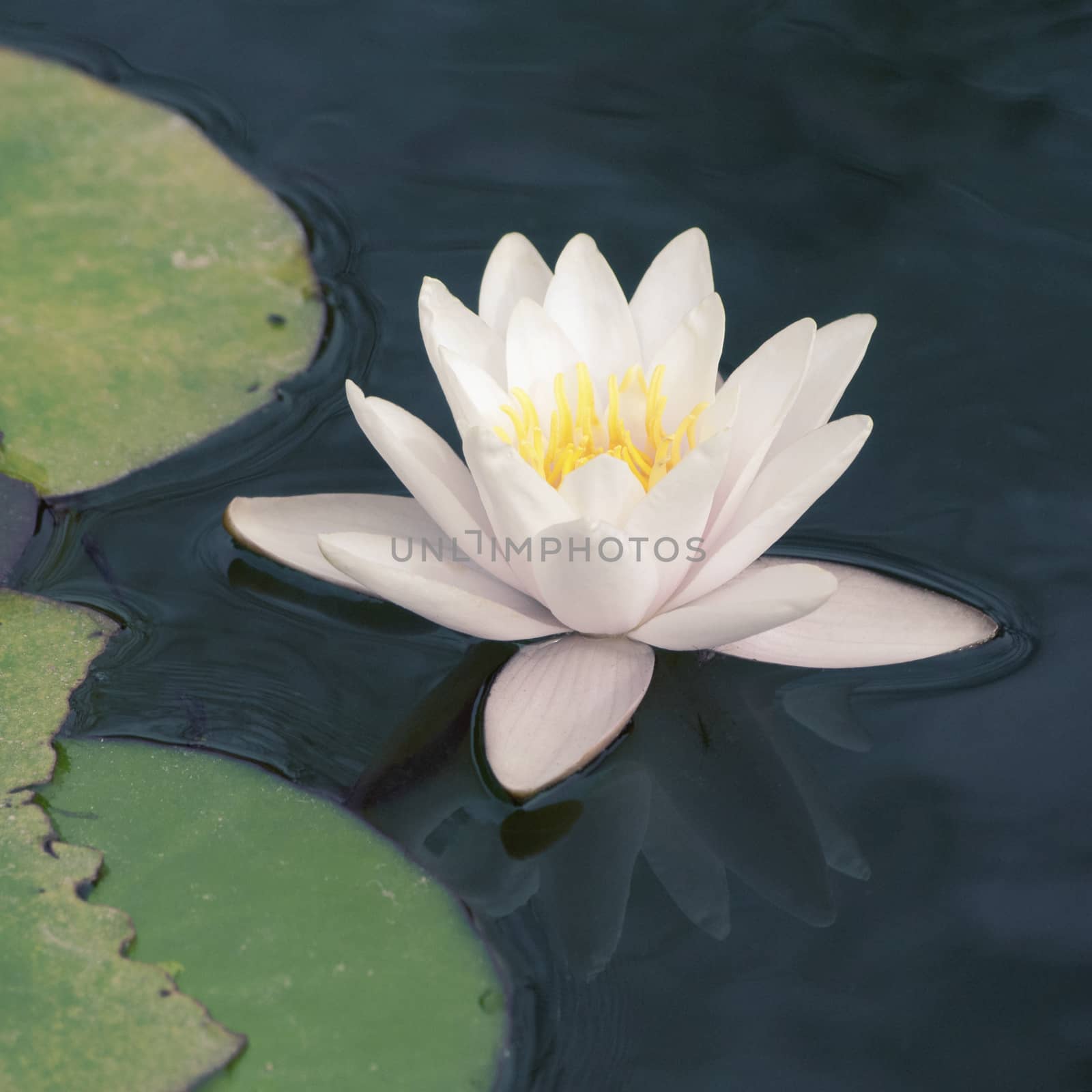 white waterlily flower in quiet waters